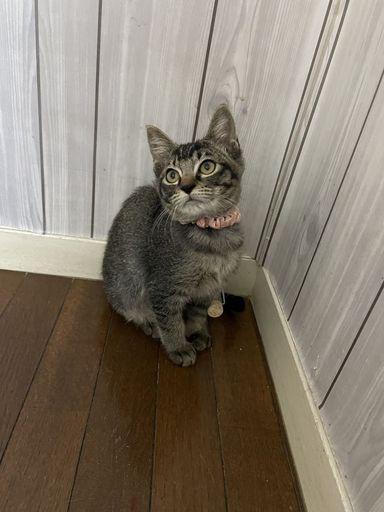 うかちゃんの写真