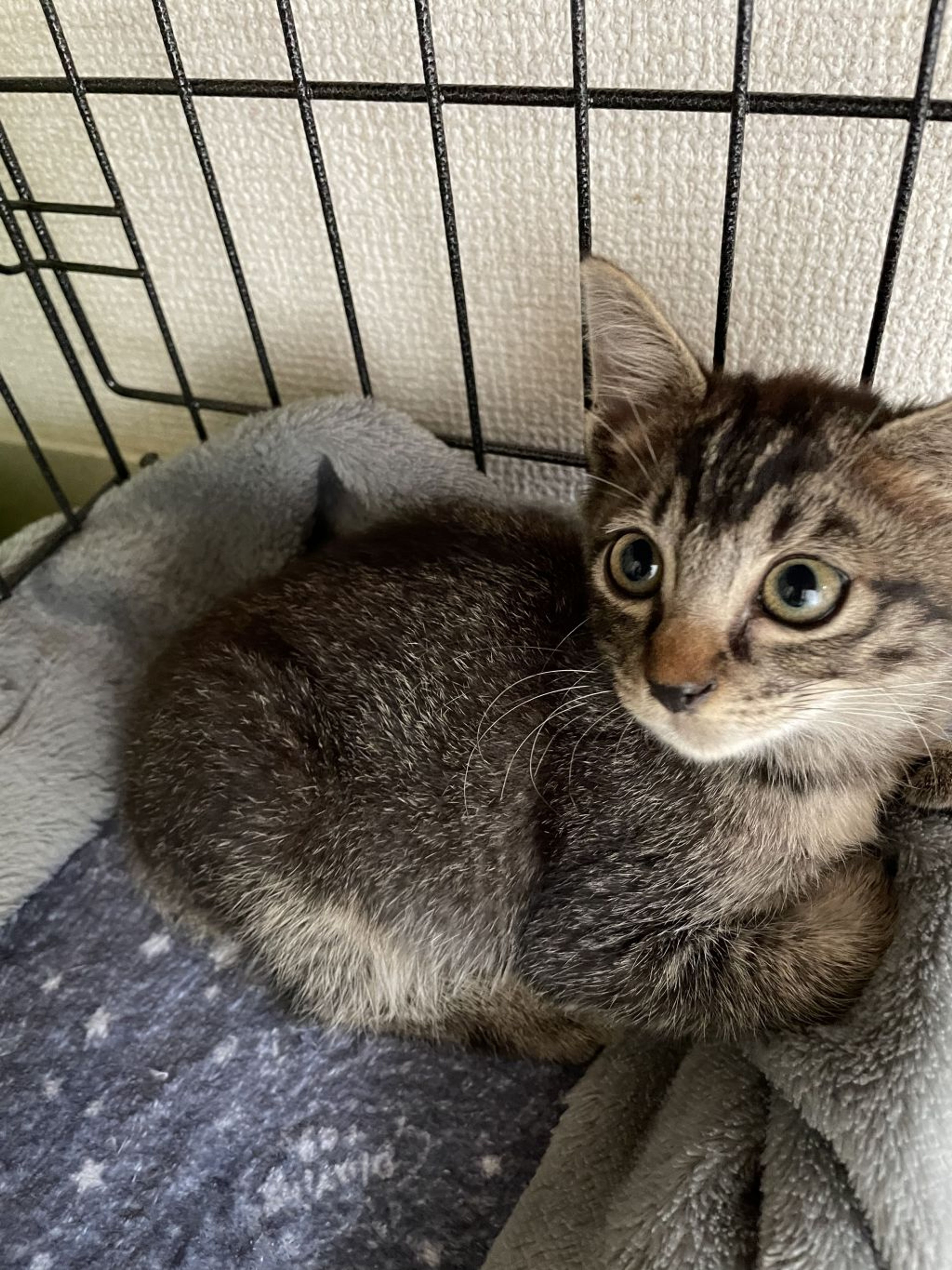 pet-image-4