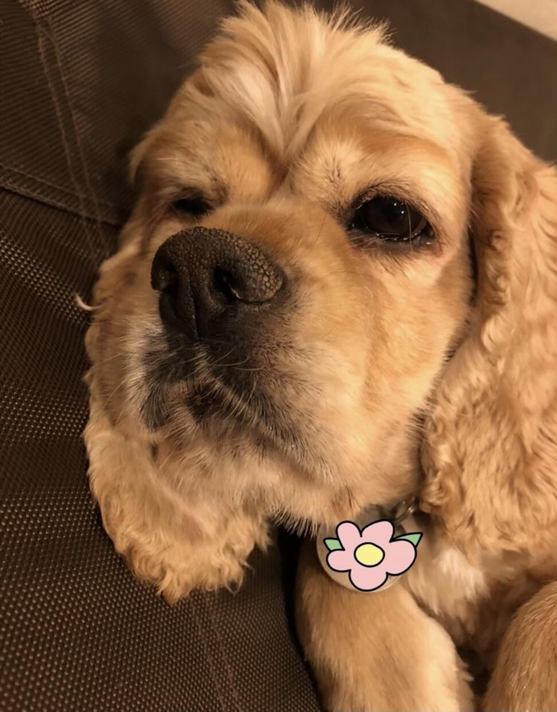 pet-image-4