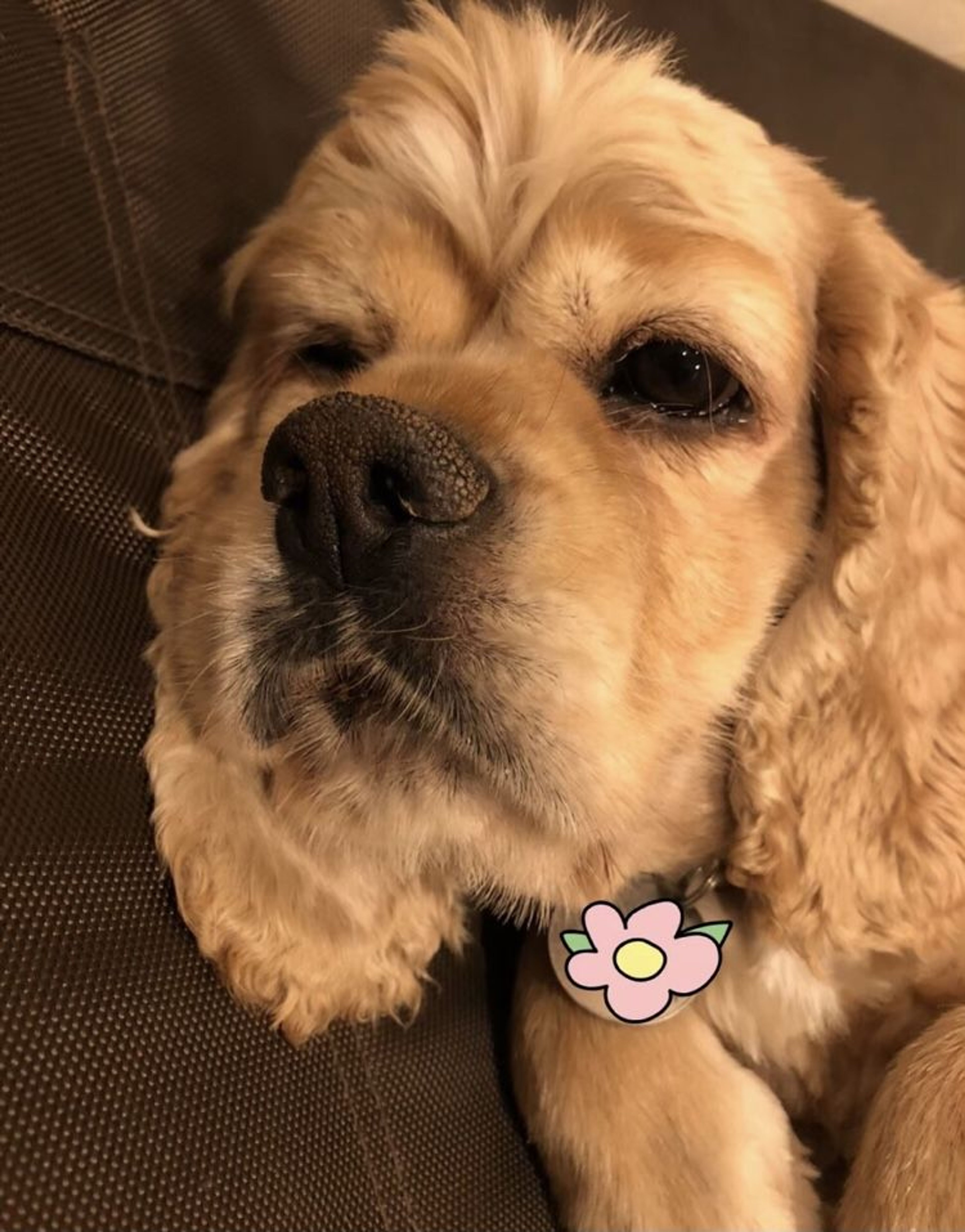 pet-image-4