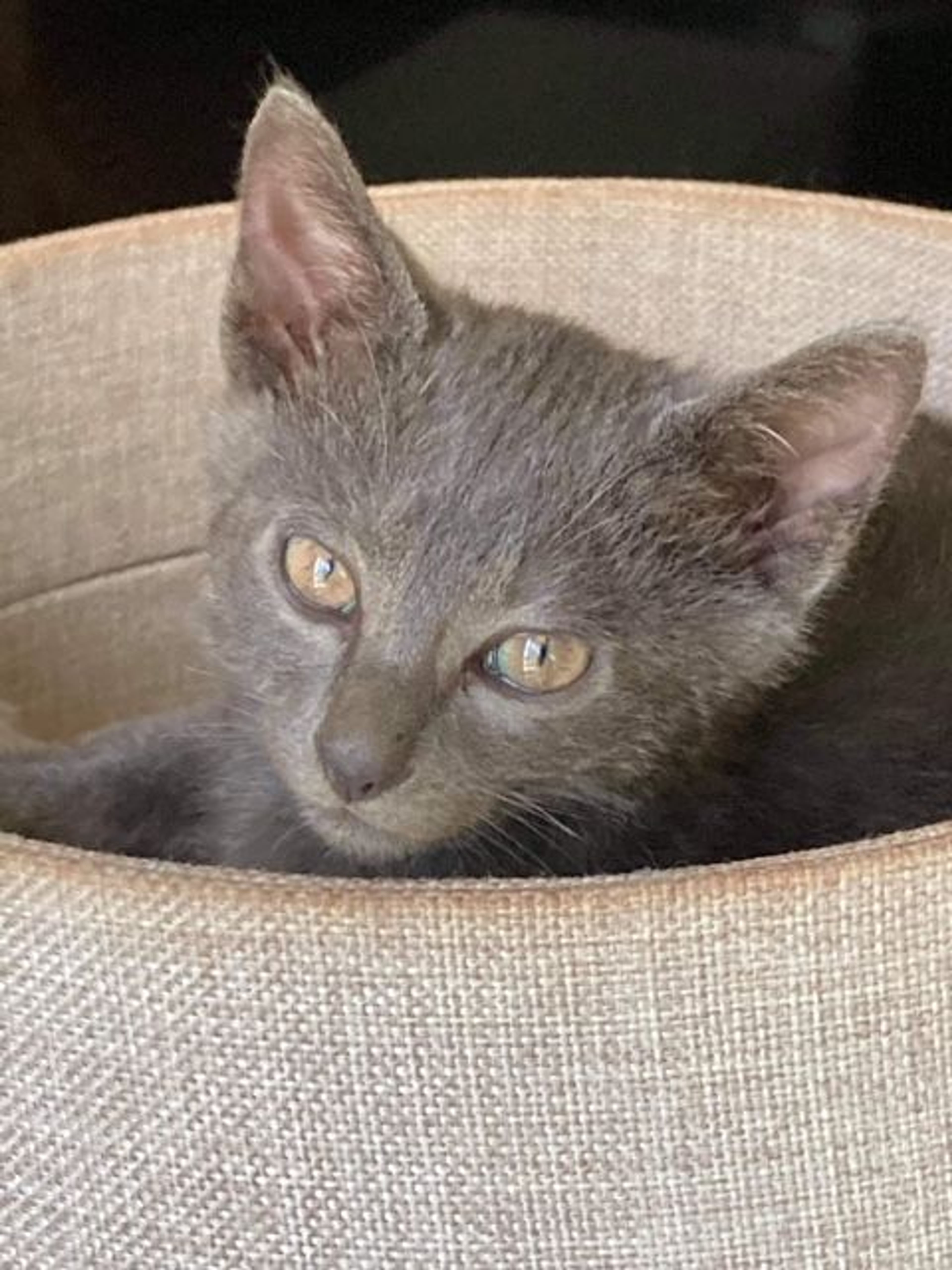 雑種（ミックス猫）・オスの里親募集の写真