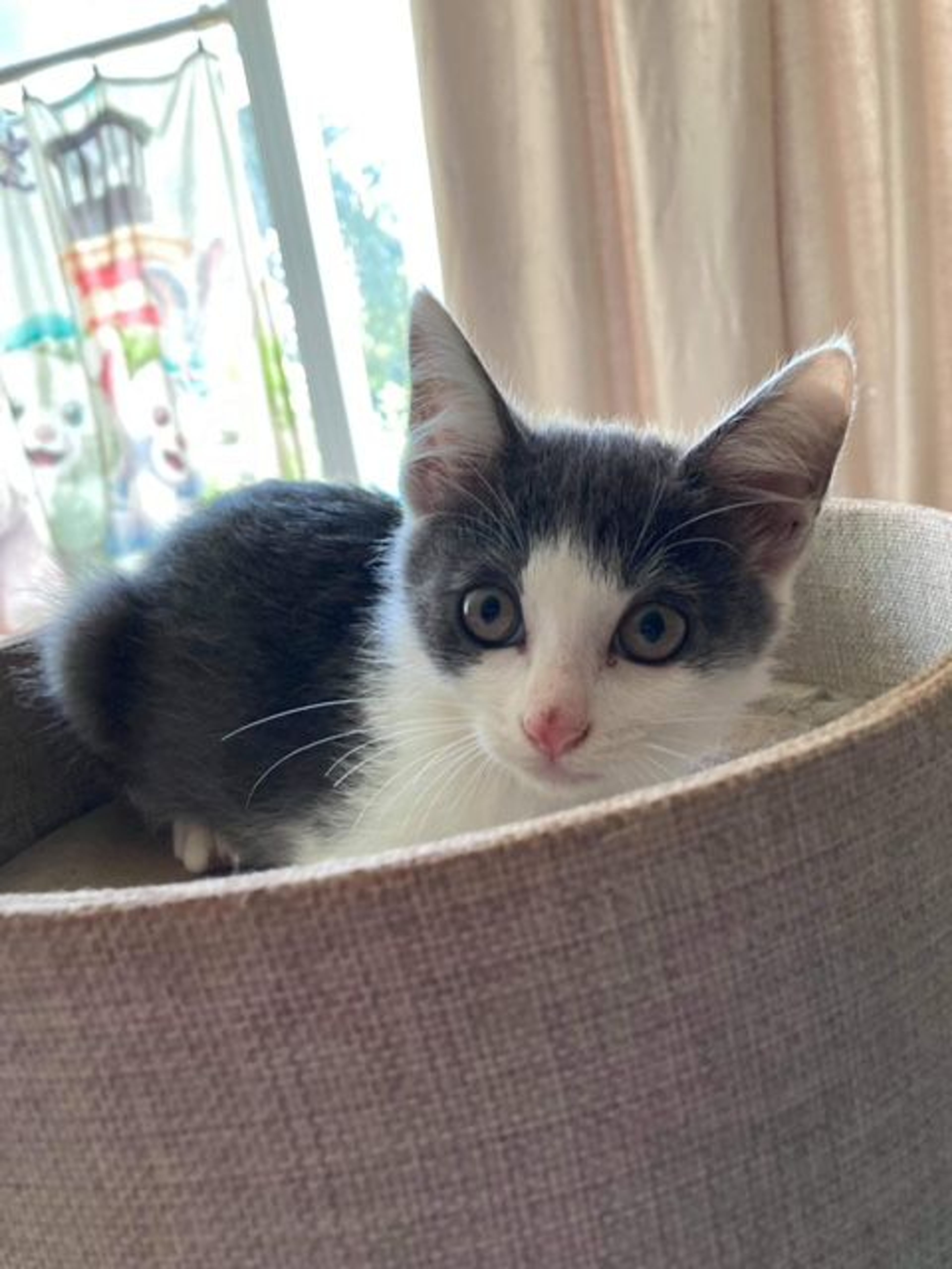pet-image-2