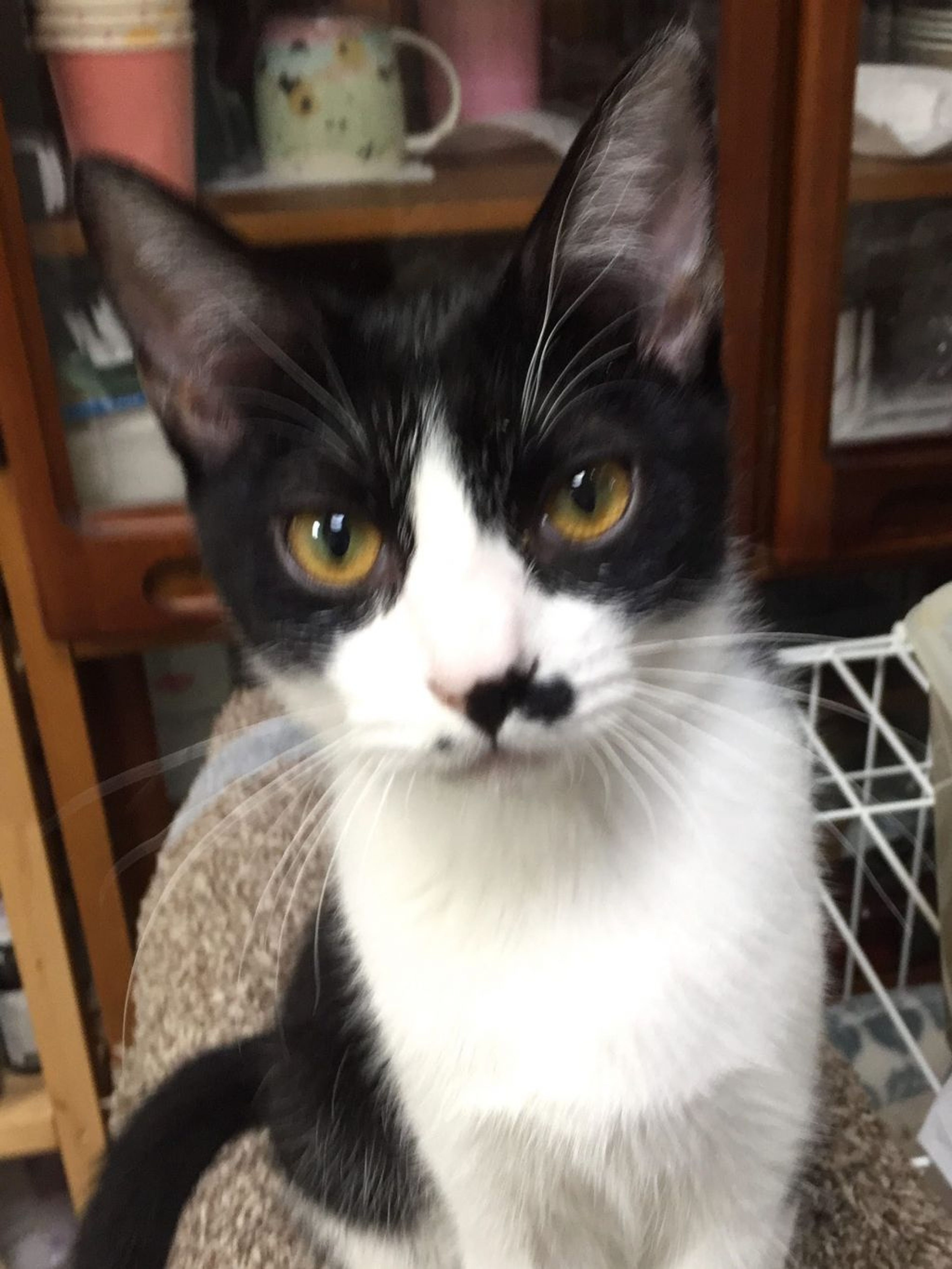 雑種（ミックス猫）・メスの里親募集の写真