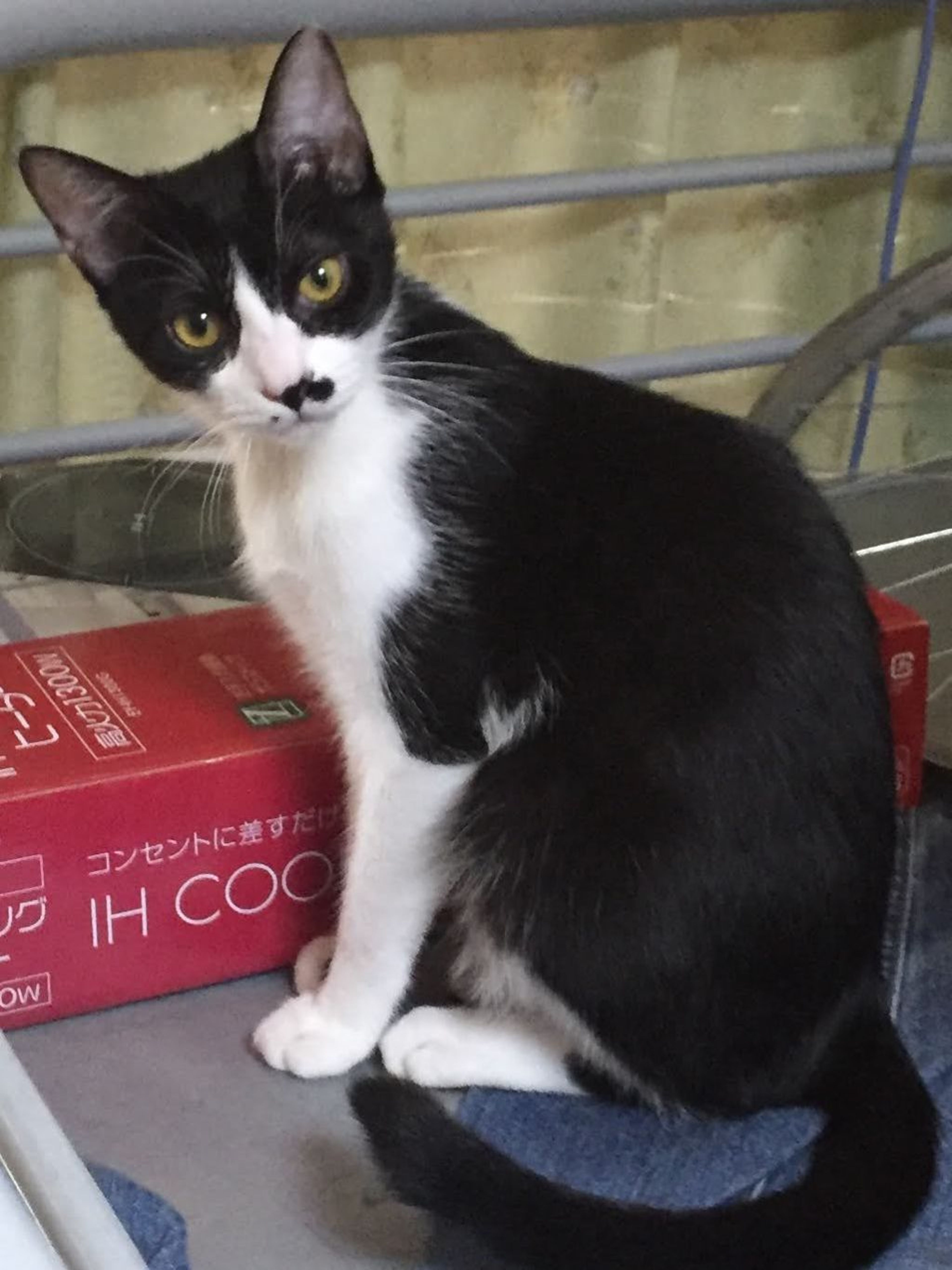 pet-image-2