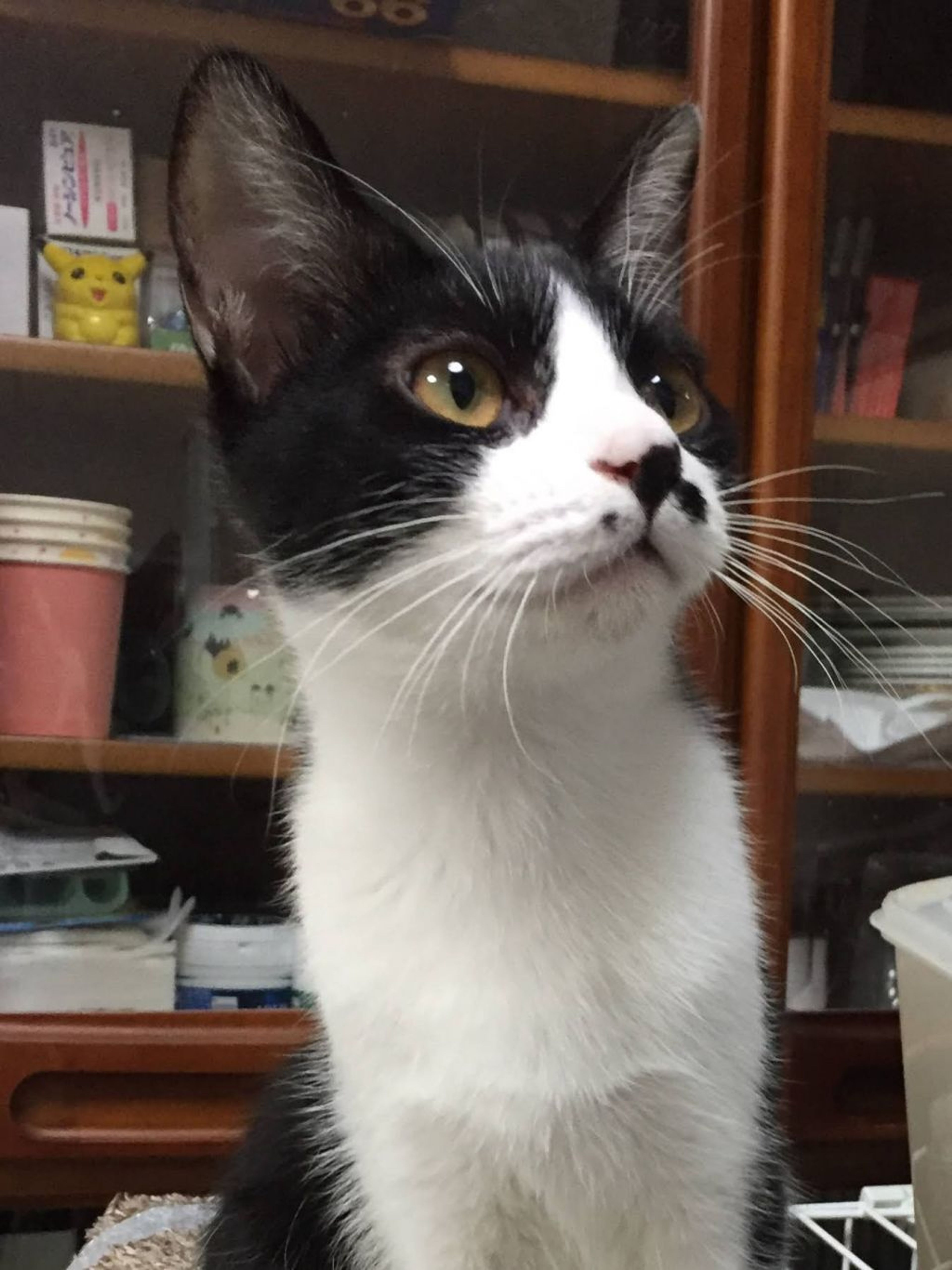 pet-image-3