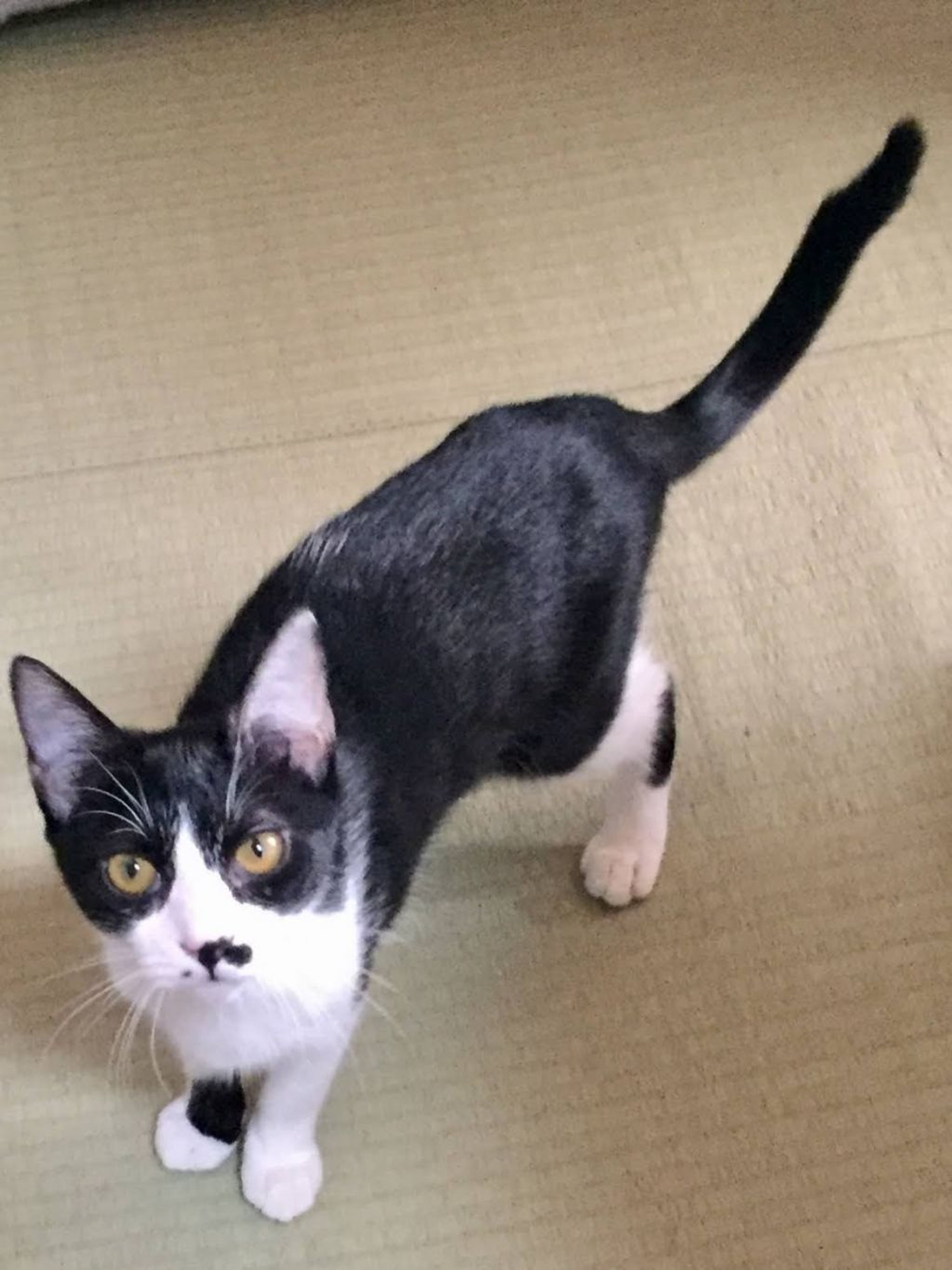 pet-image-4
