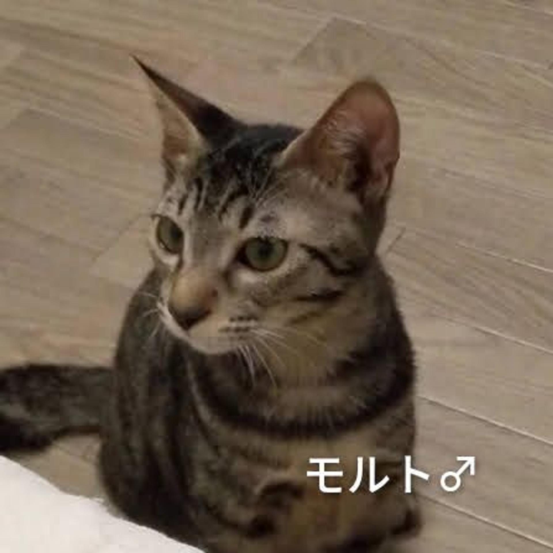 pet-image-2