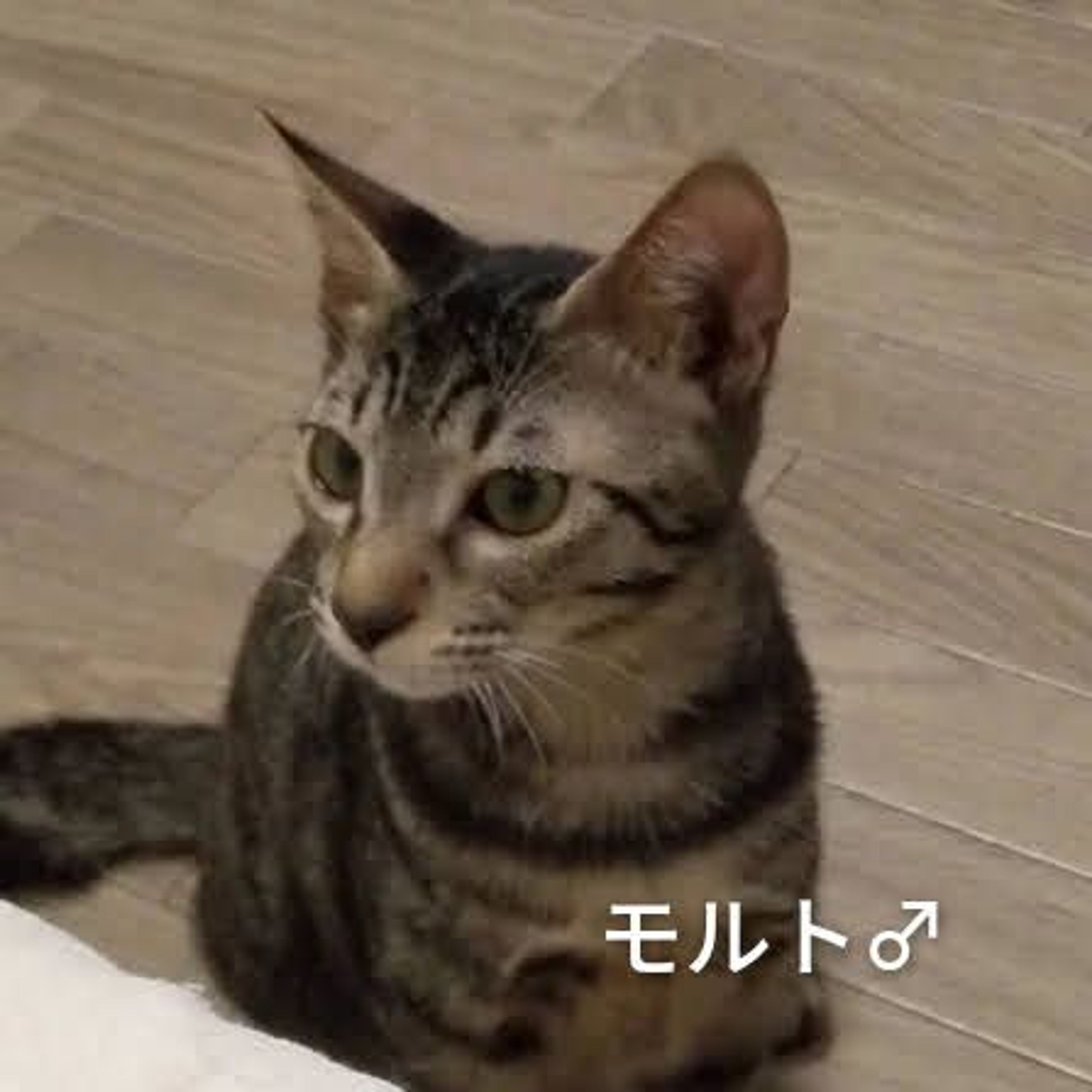 pet-image-2