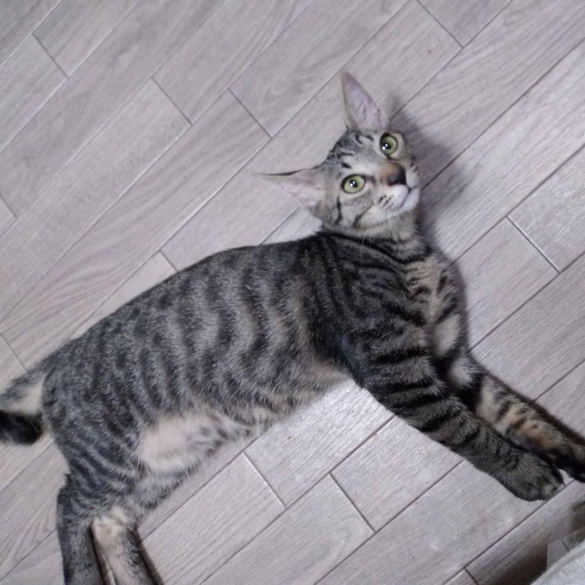 pet-image-4