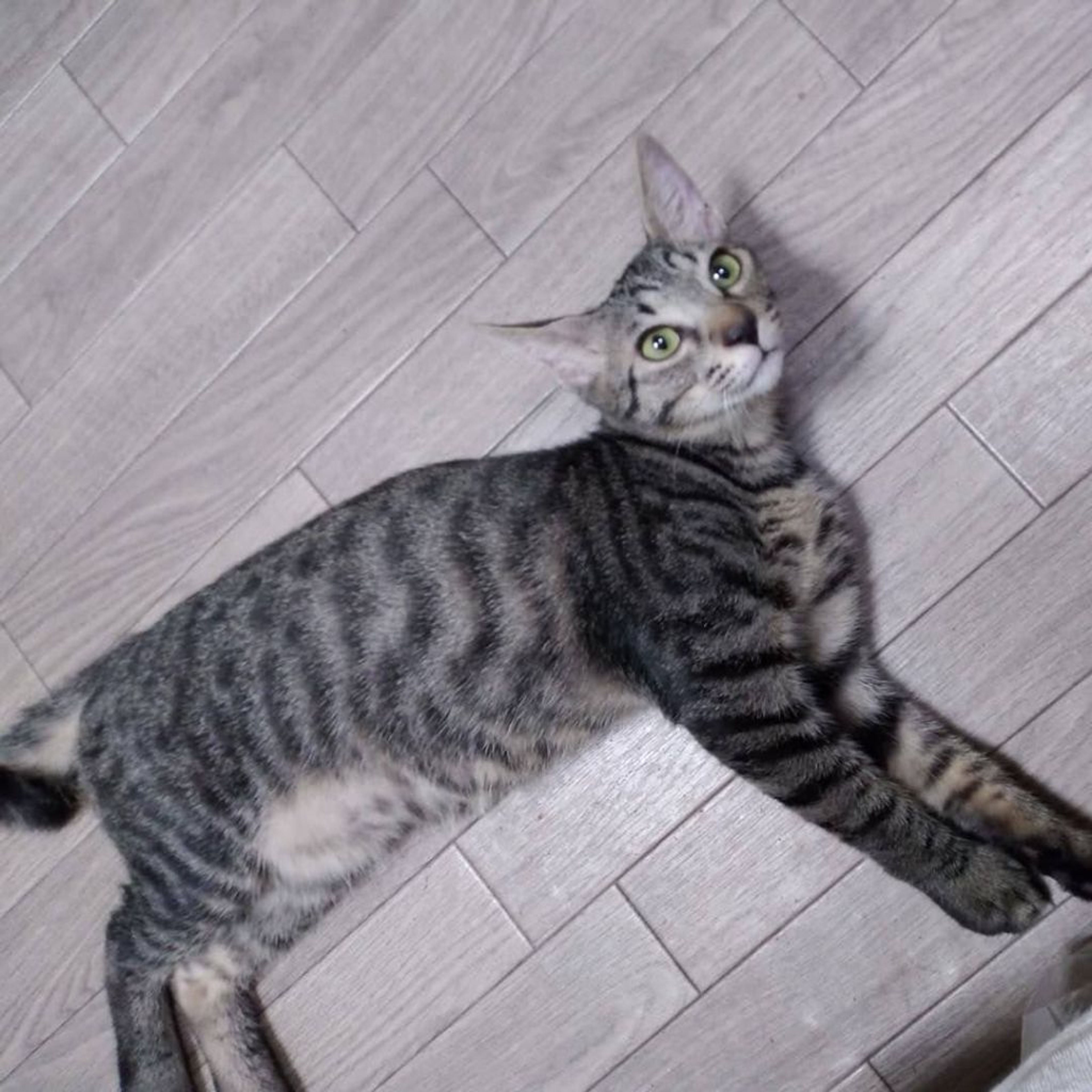 pet-image-4