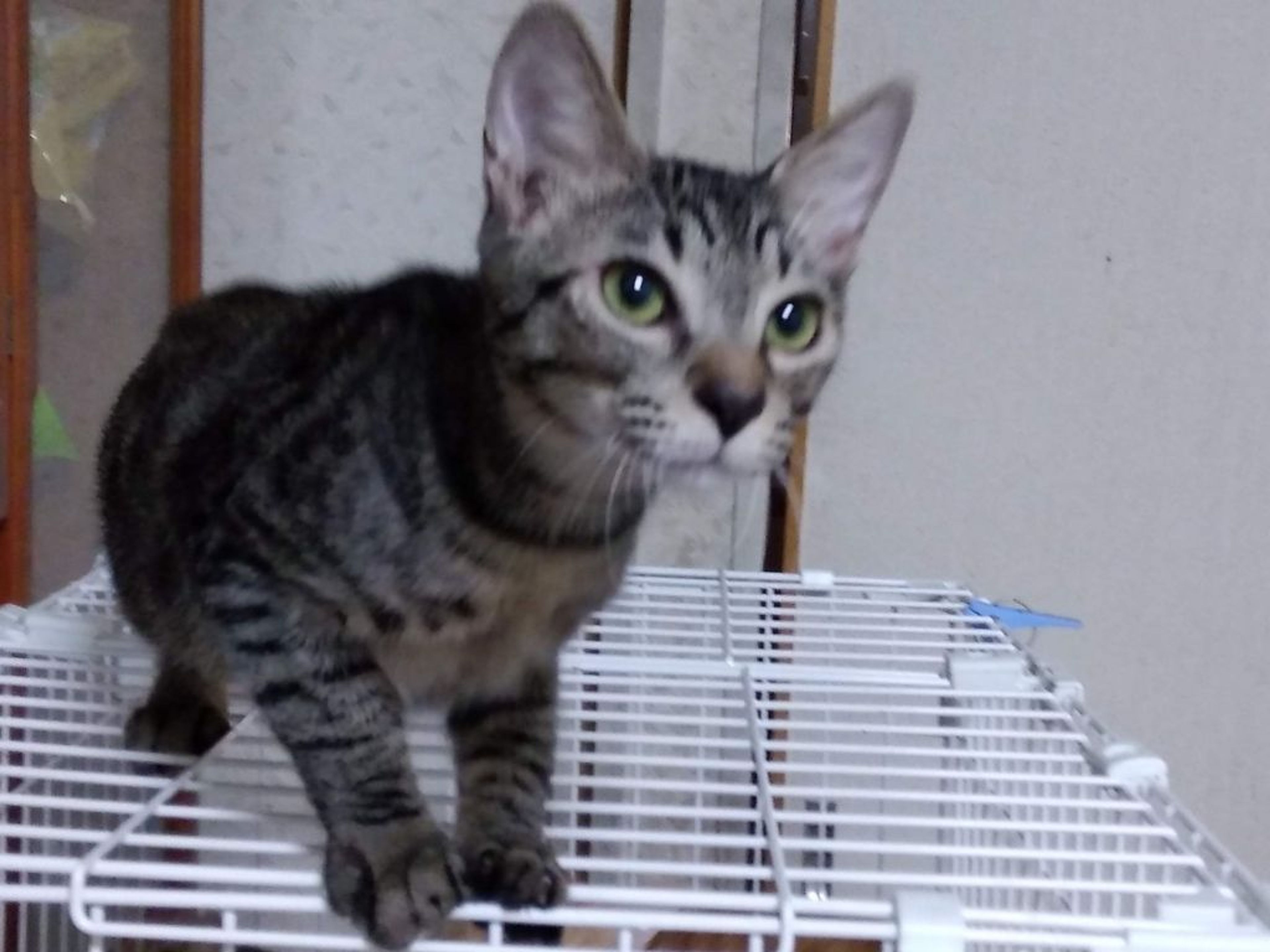 pet-image-6