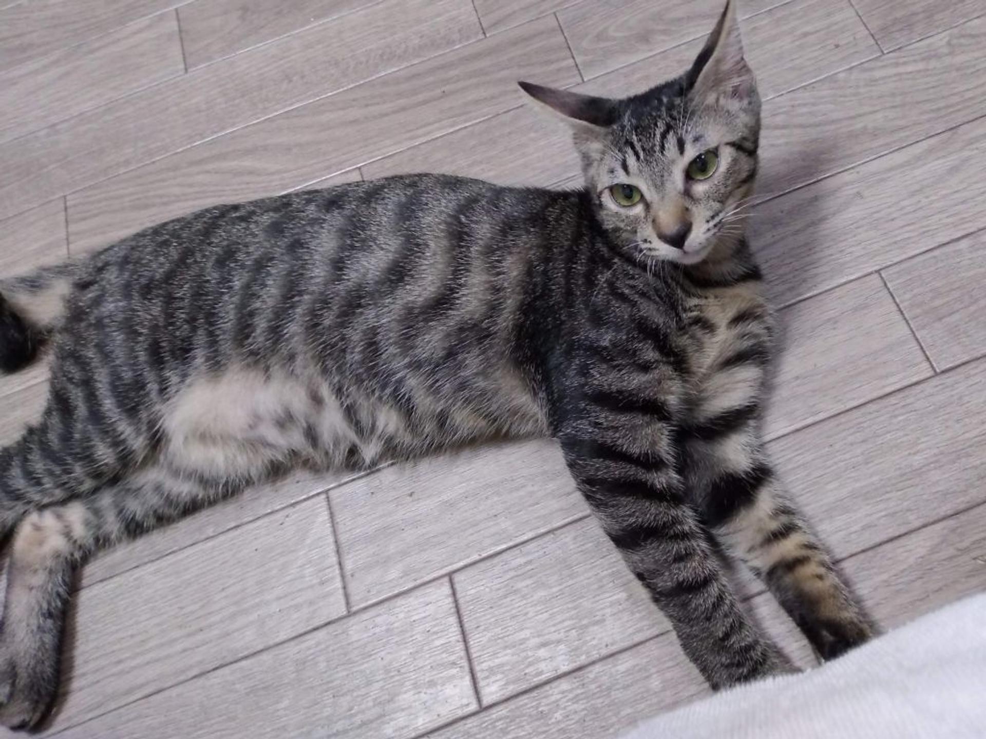 pet-image-7