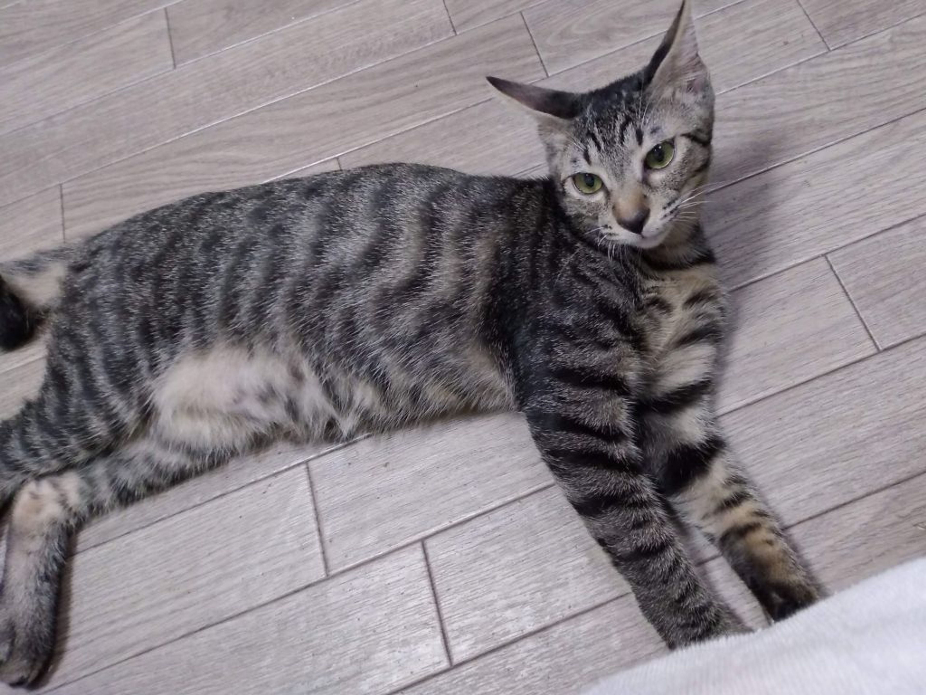pet-image-7