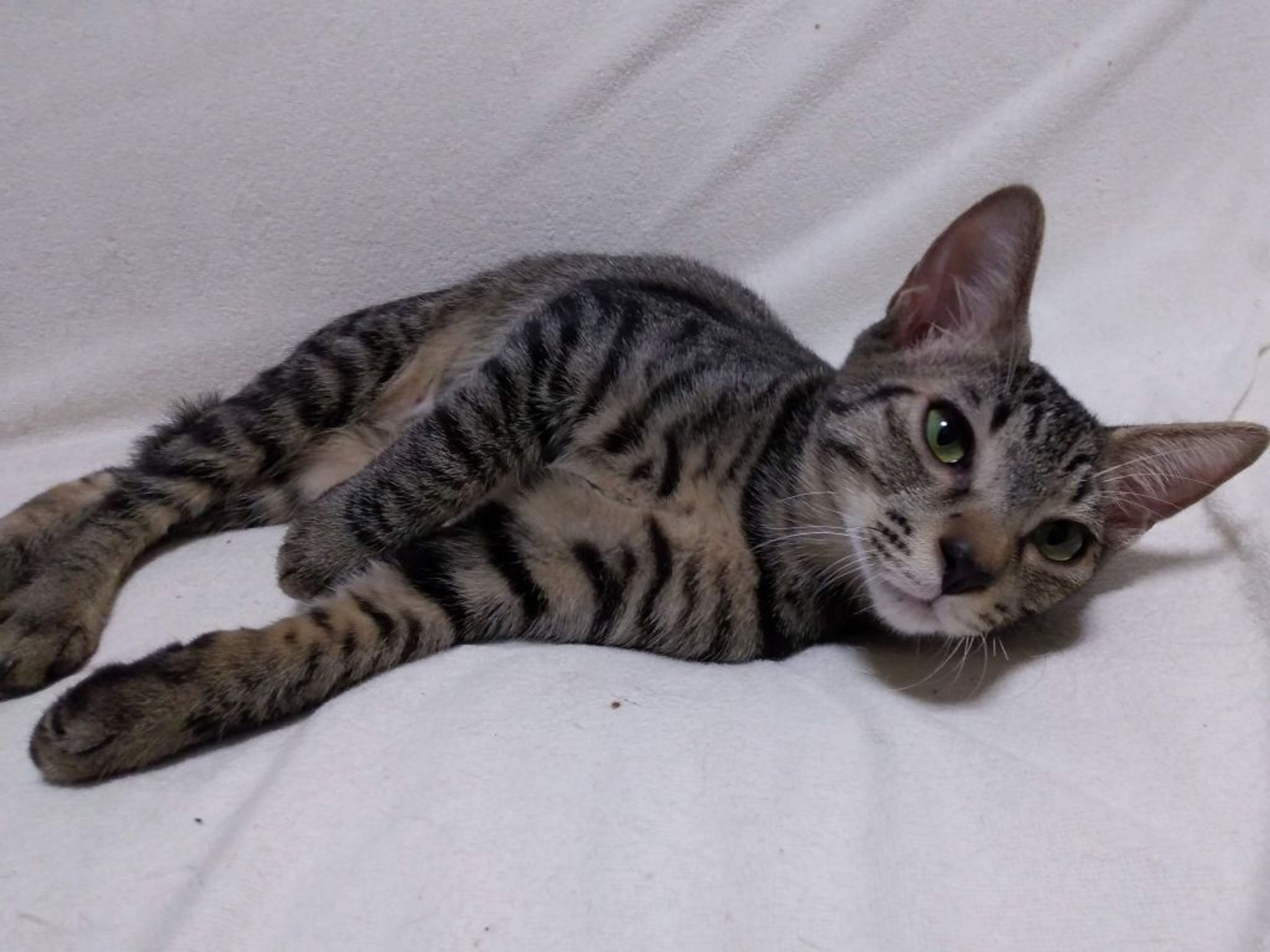 pet-image-8