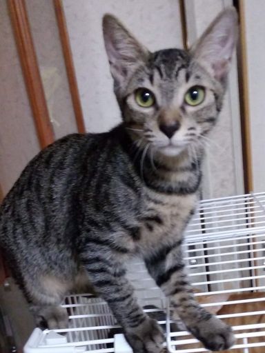モルトの写真