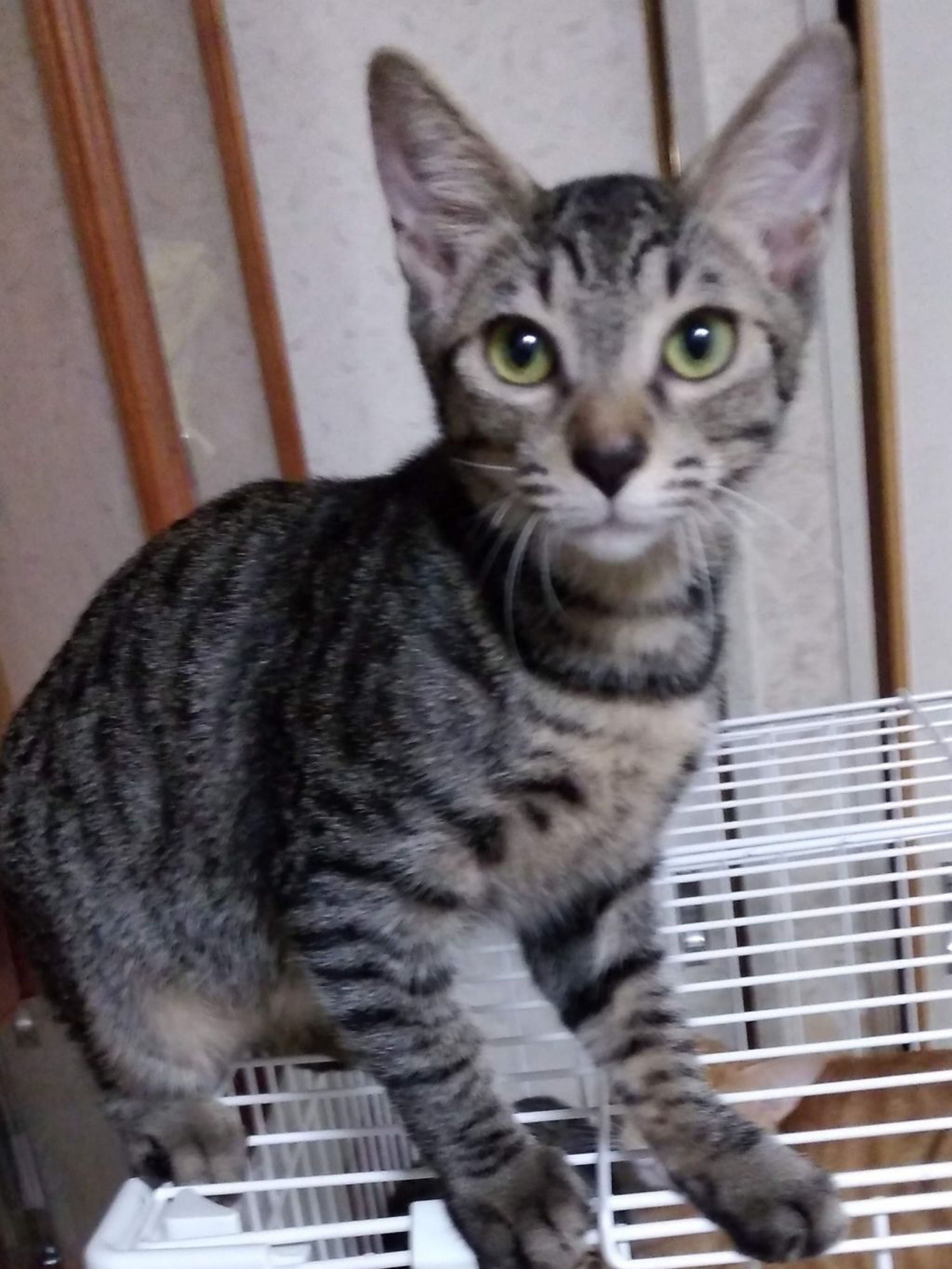 雑種（ミックス猫）・オスの里親募集の写真