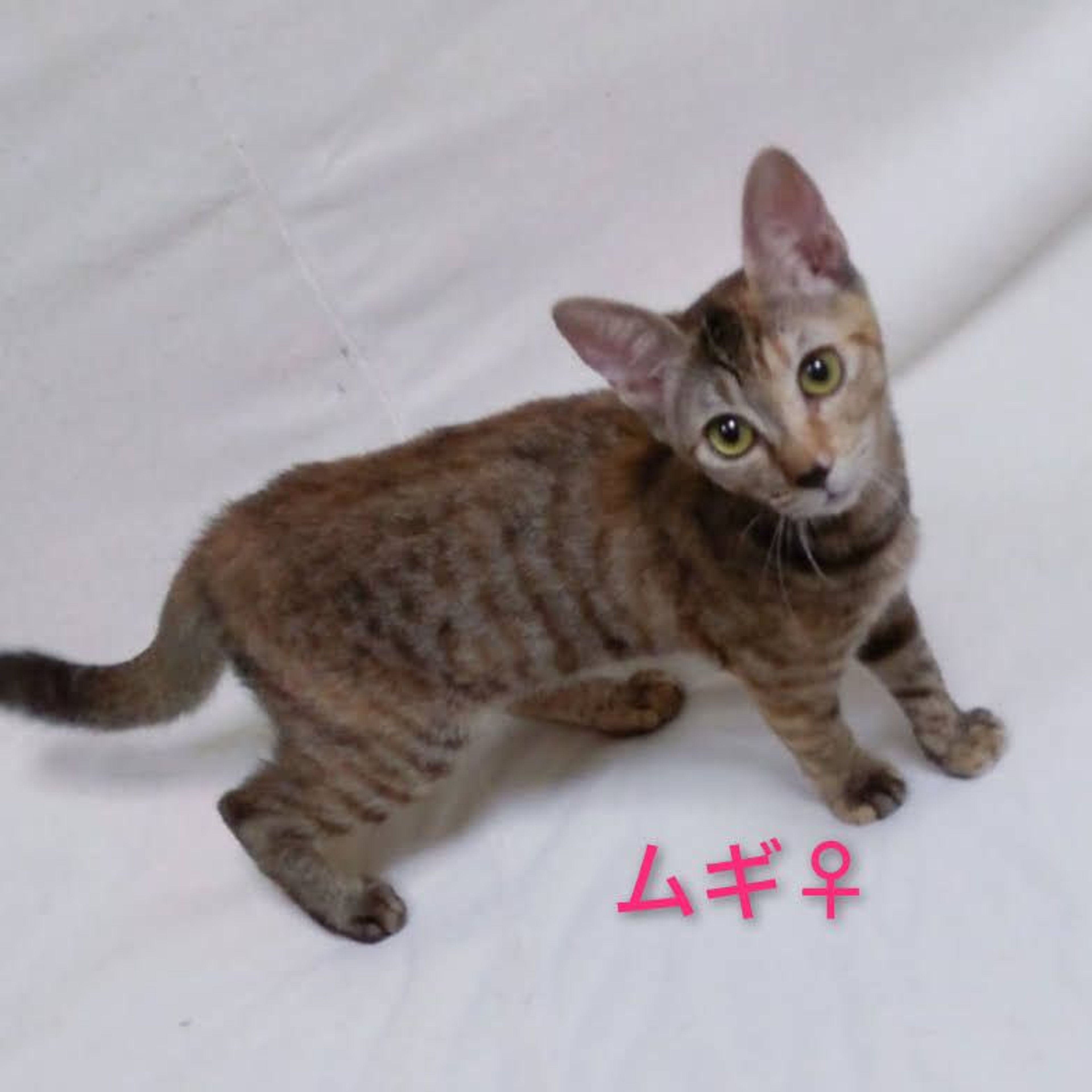 pet-image-5