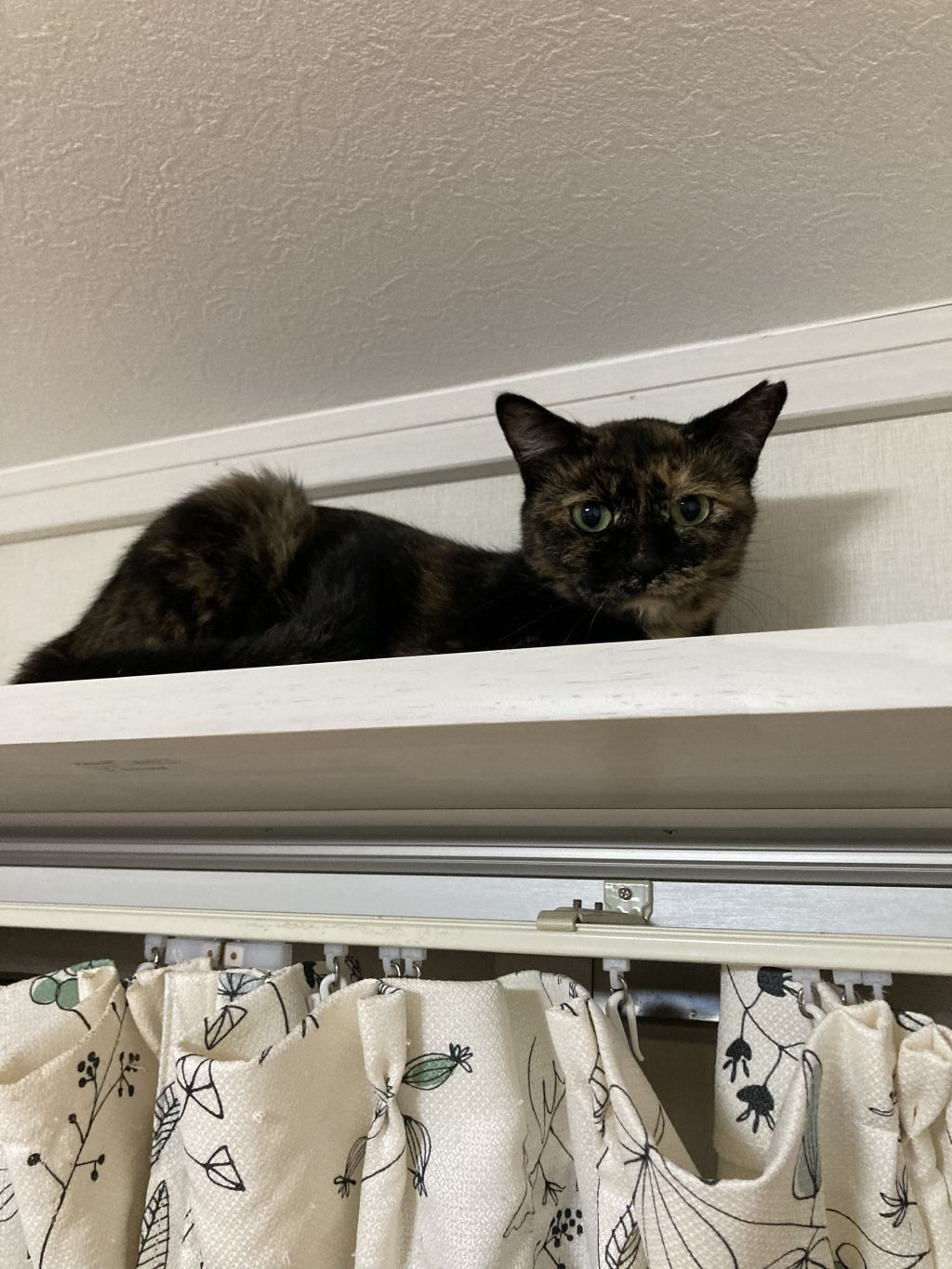 pet-image-2