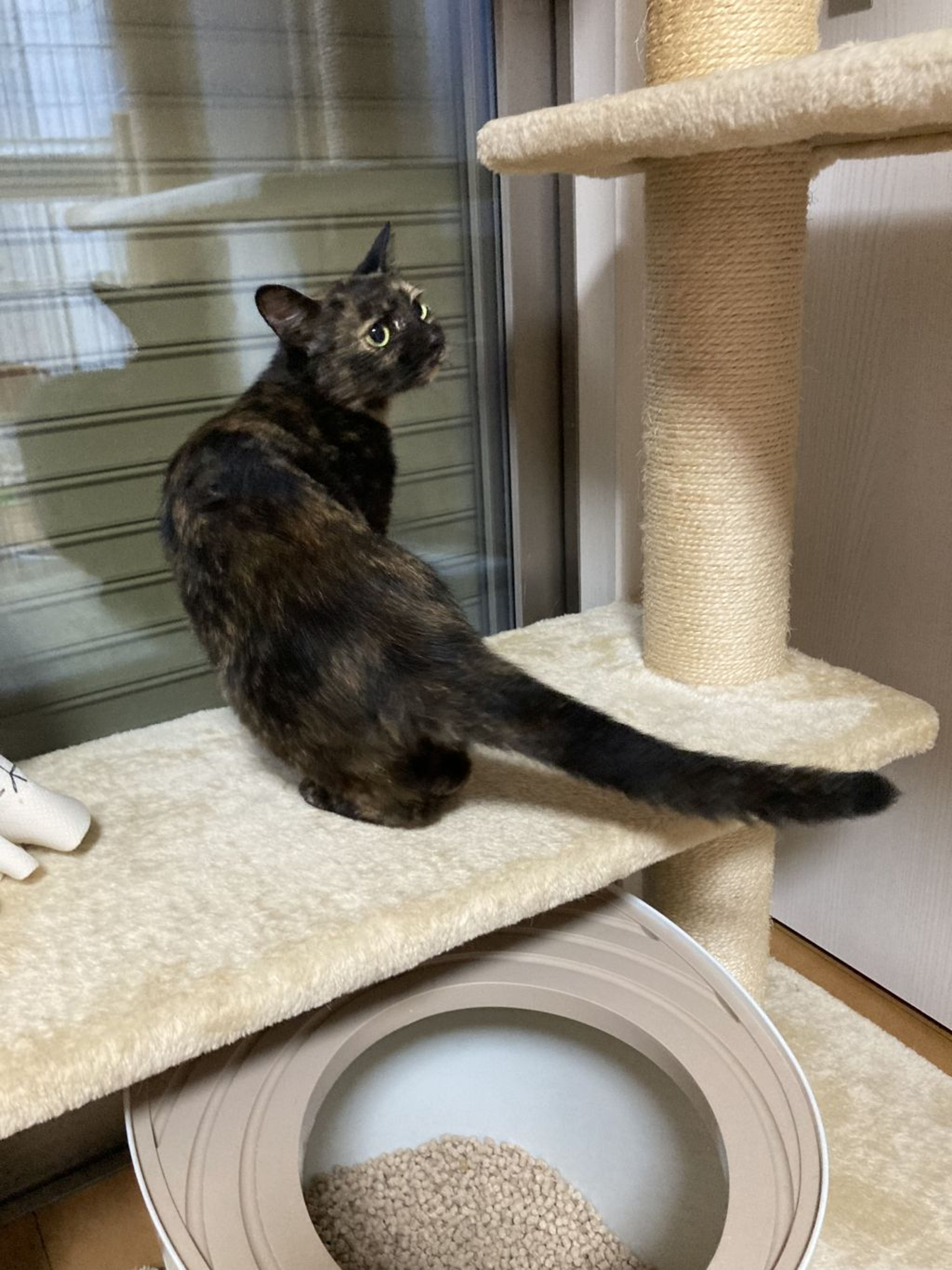 pet-image-3