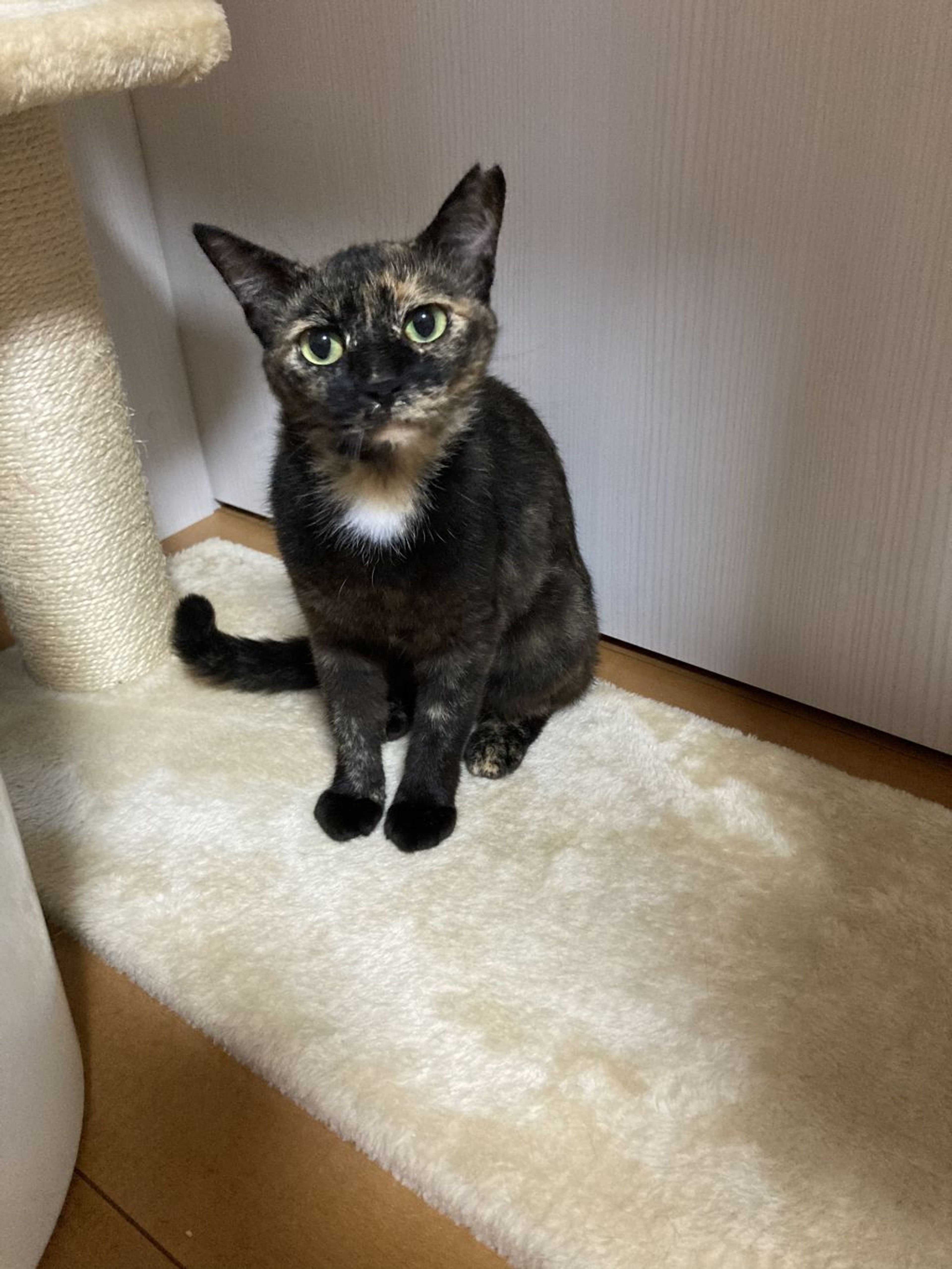 pet-image-4