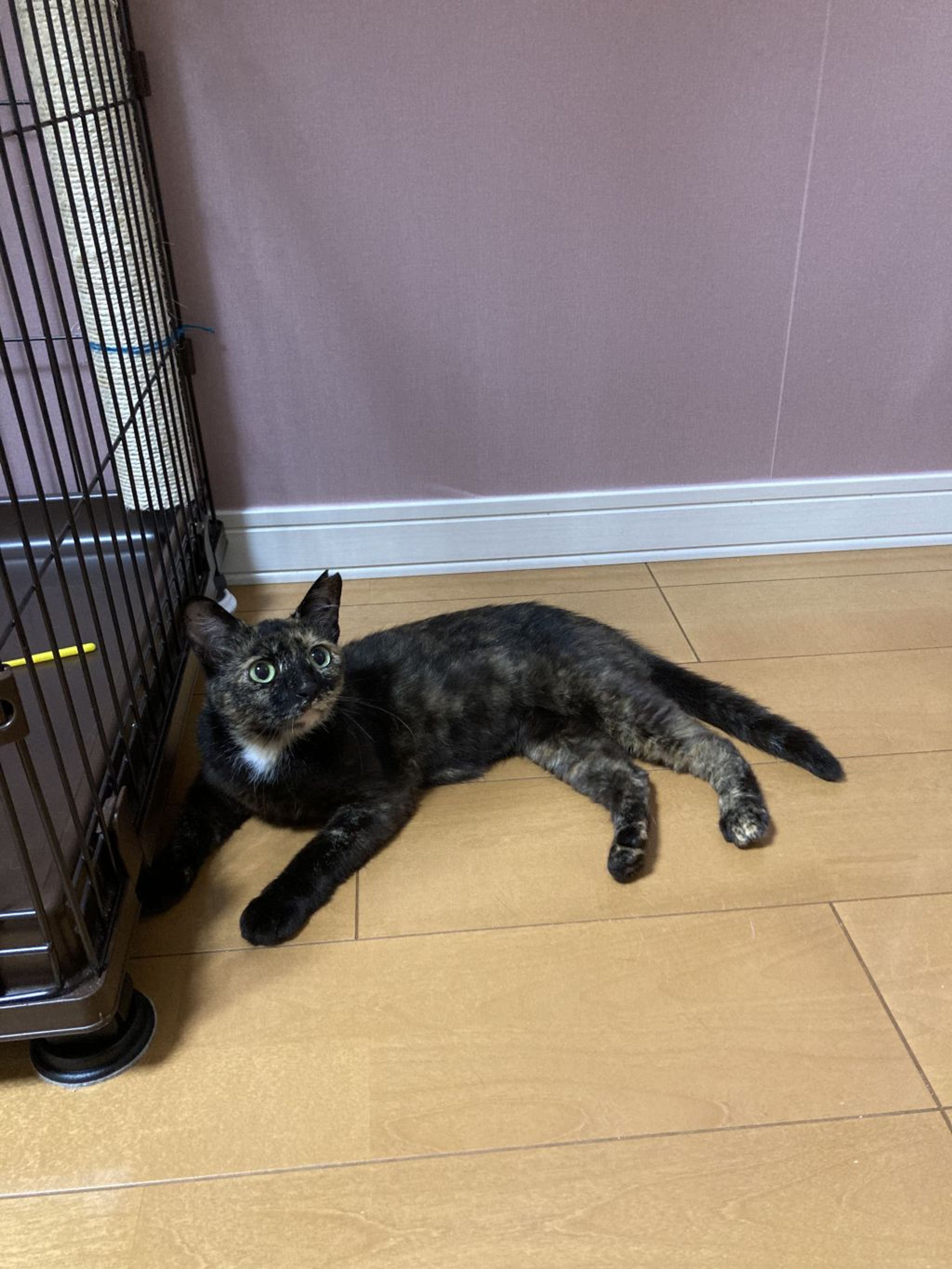 pet-image-5