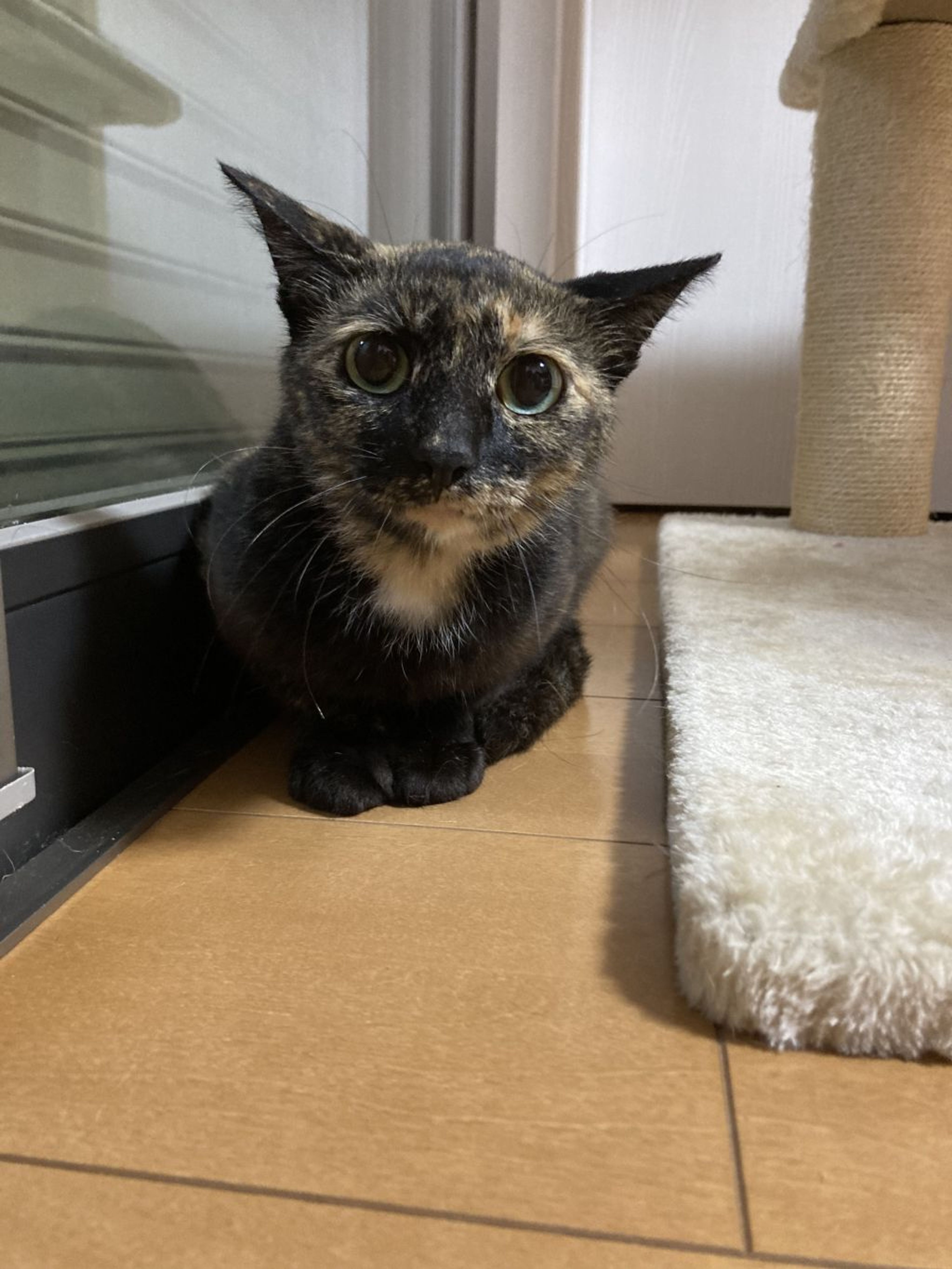 pet-image-6