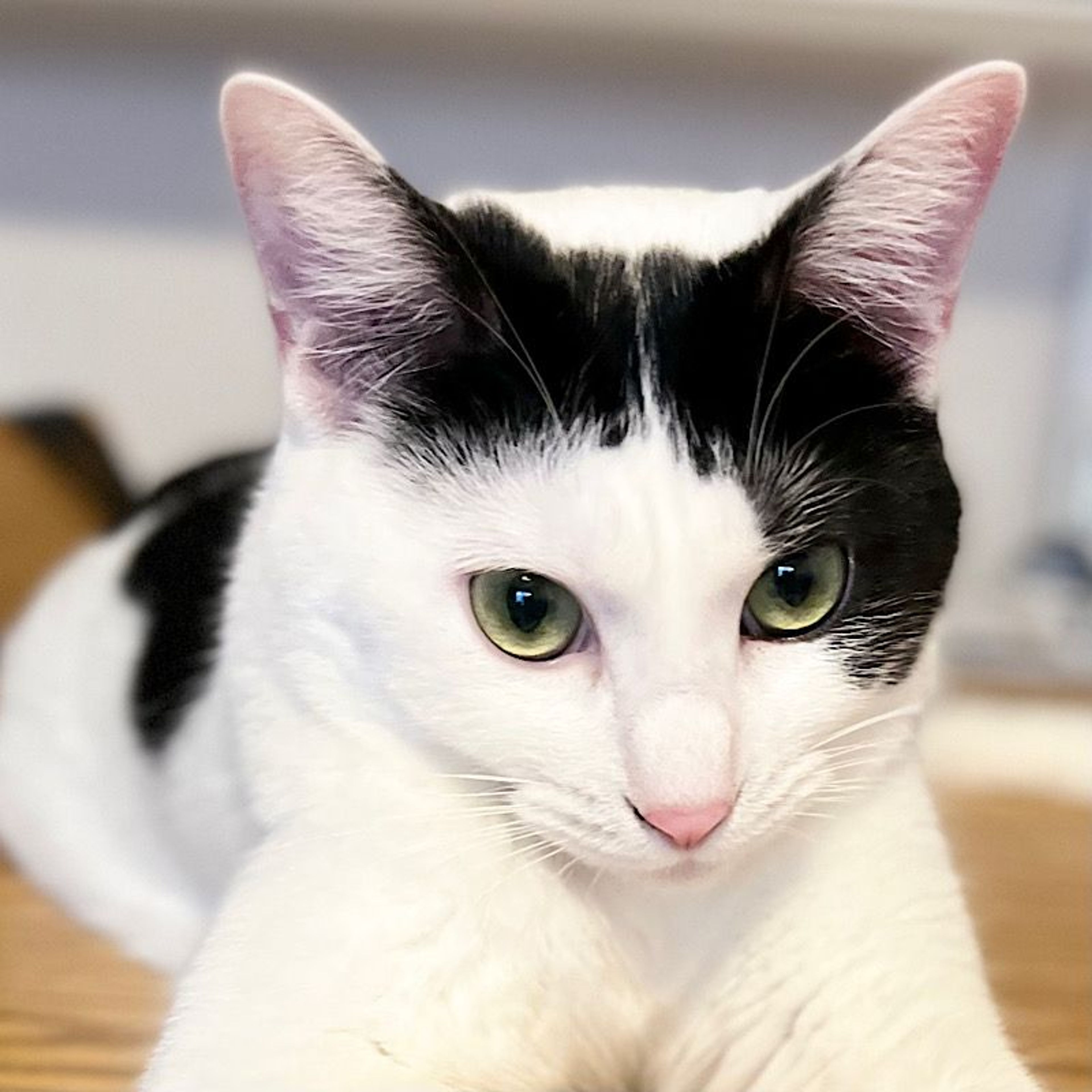 雑種（ミックス猫）・メスの里親募集の写真
