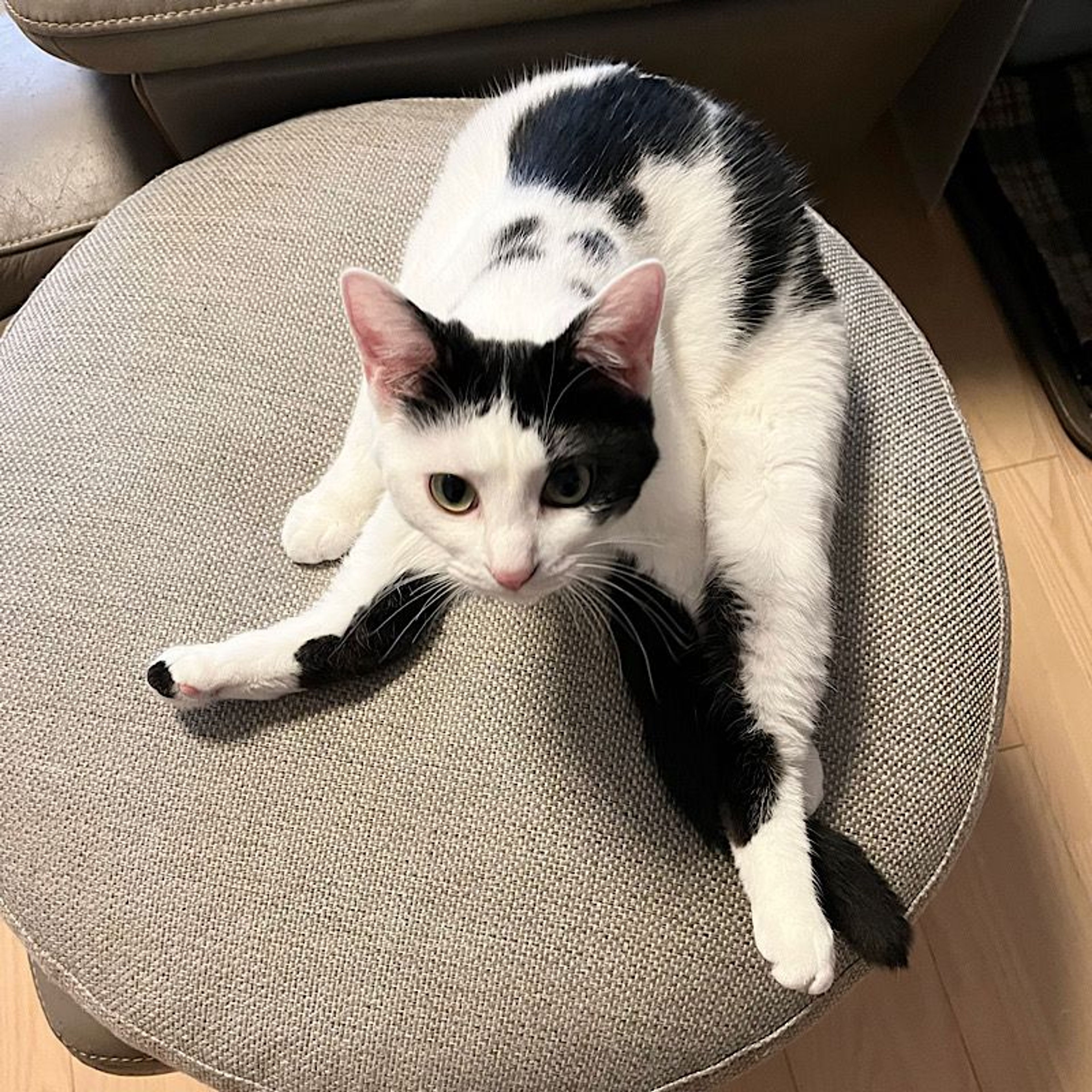 pet-image-3