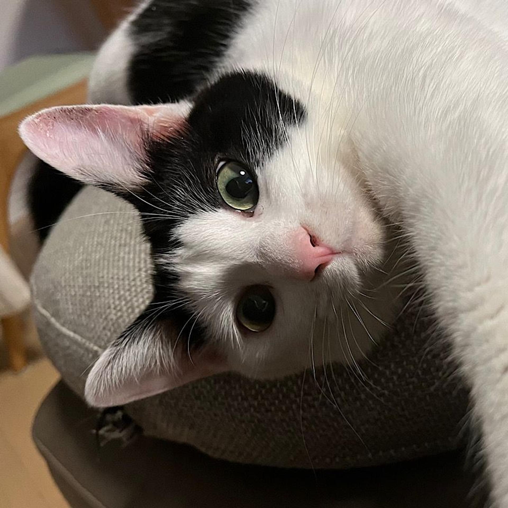 pet-image-4