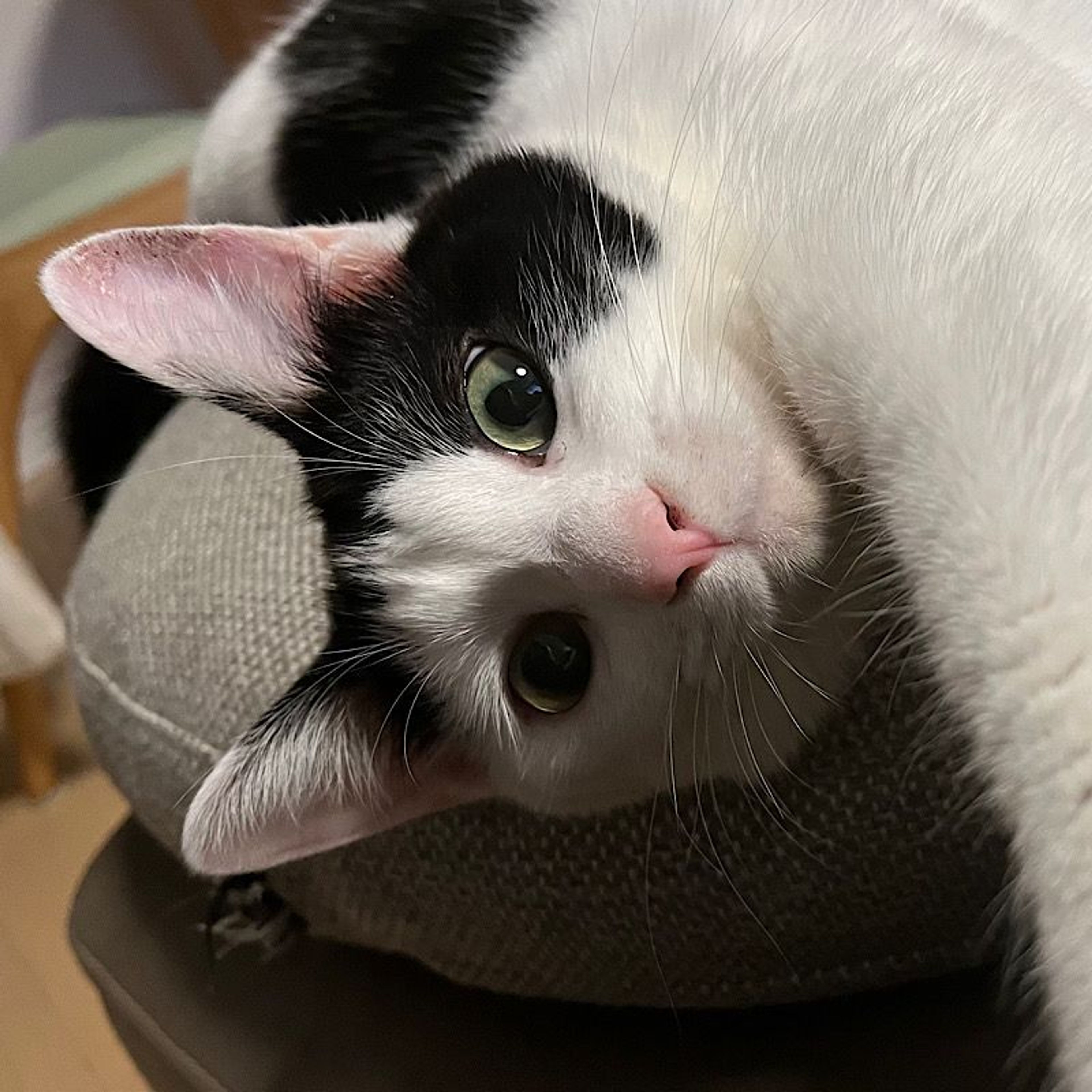 pet-image-4