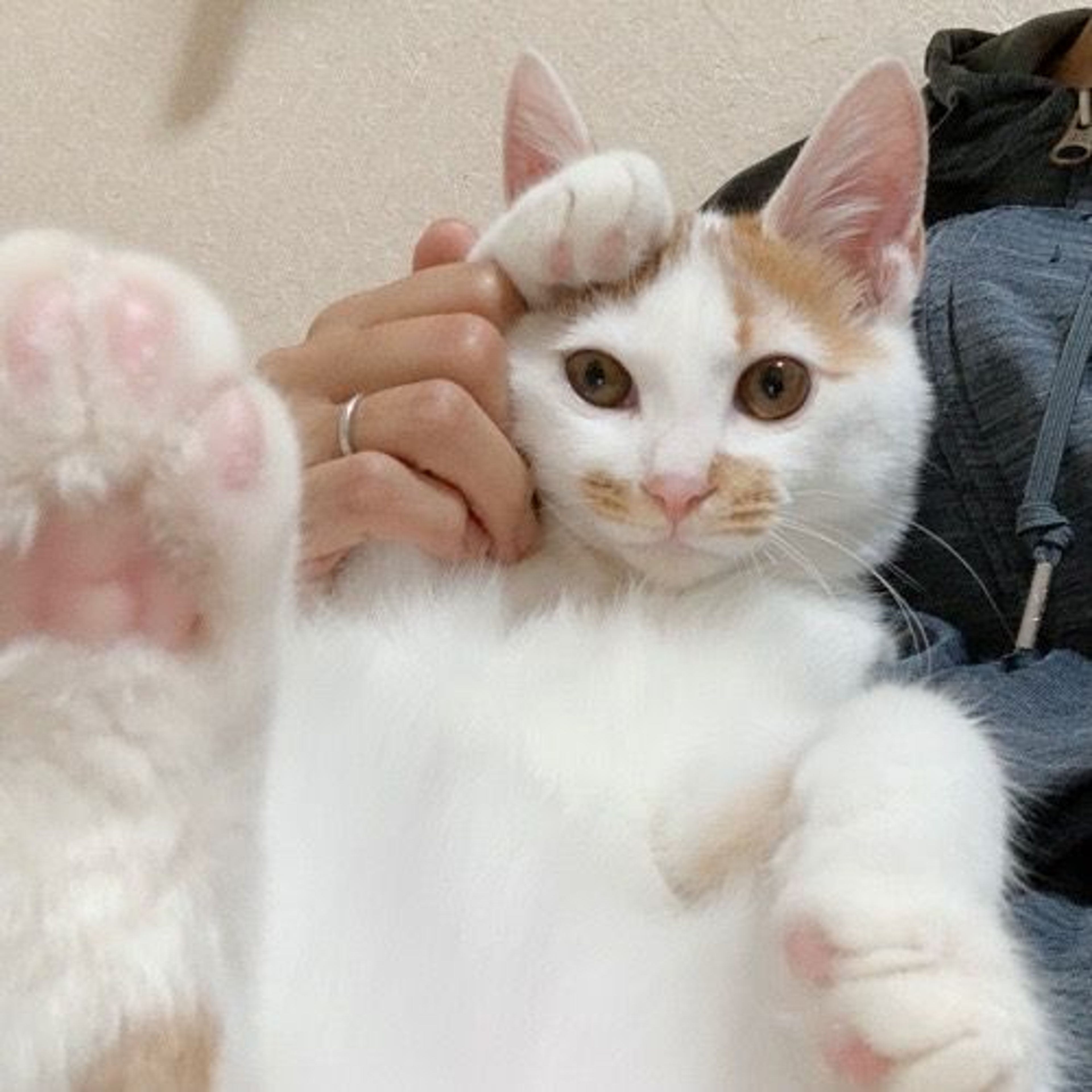 雑種（ミックス猫）・オスの里親募集の写真
