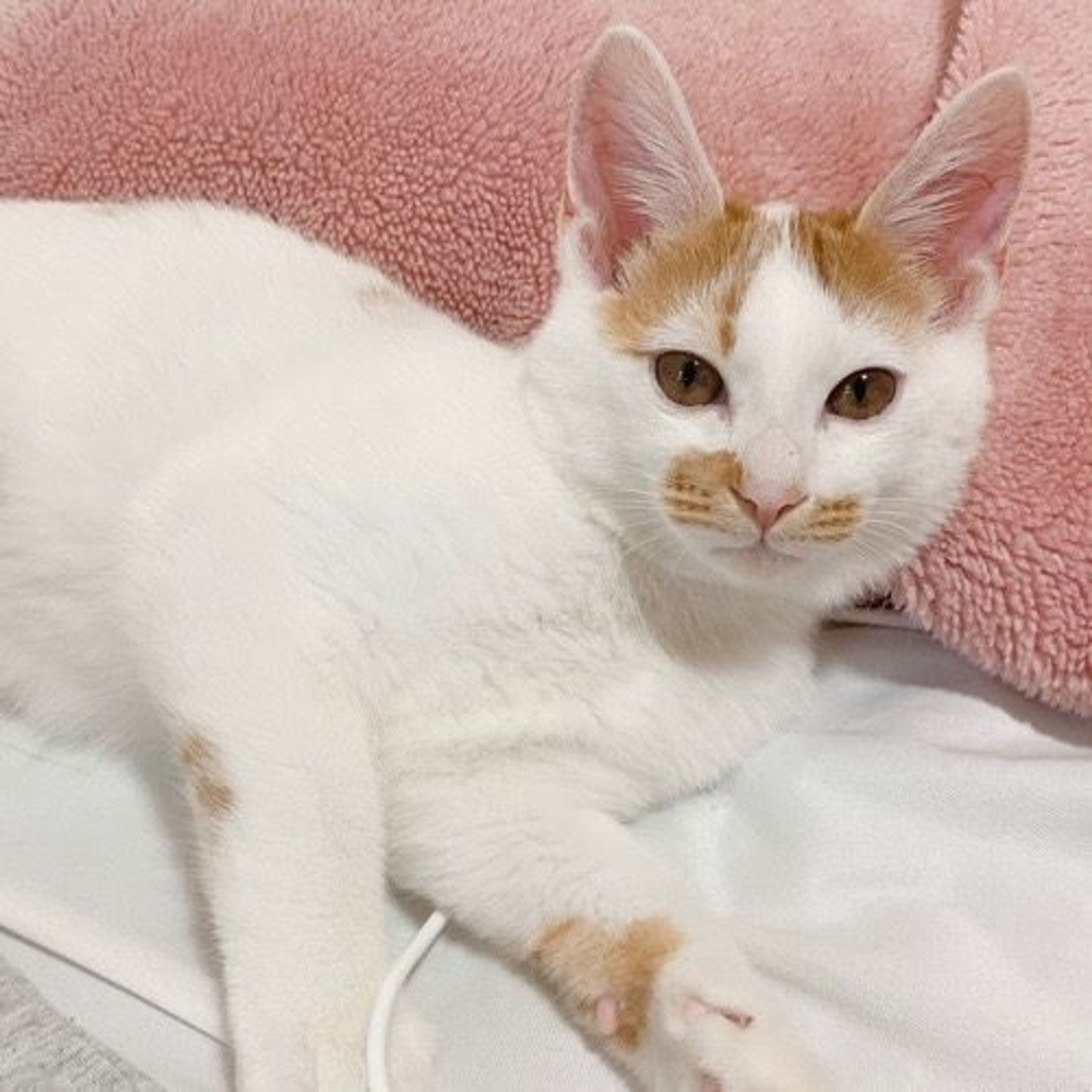 pet-image-2