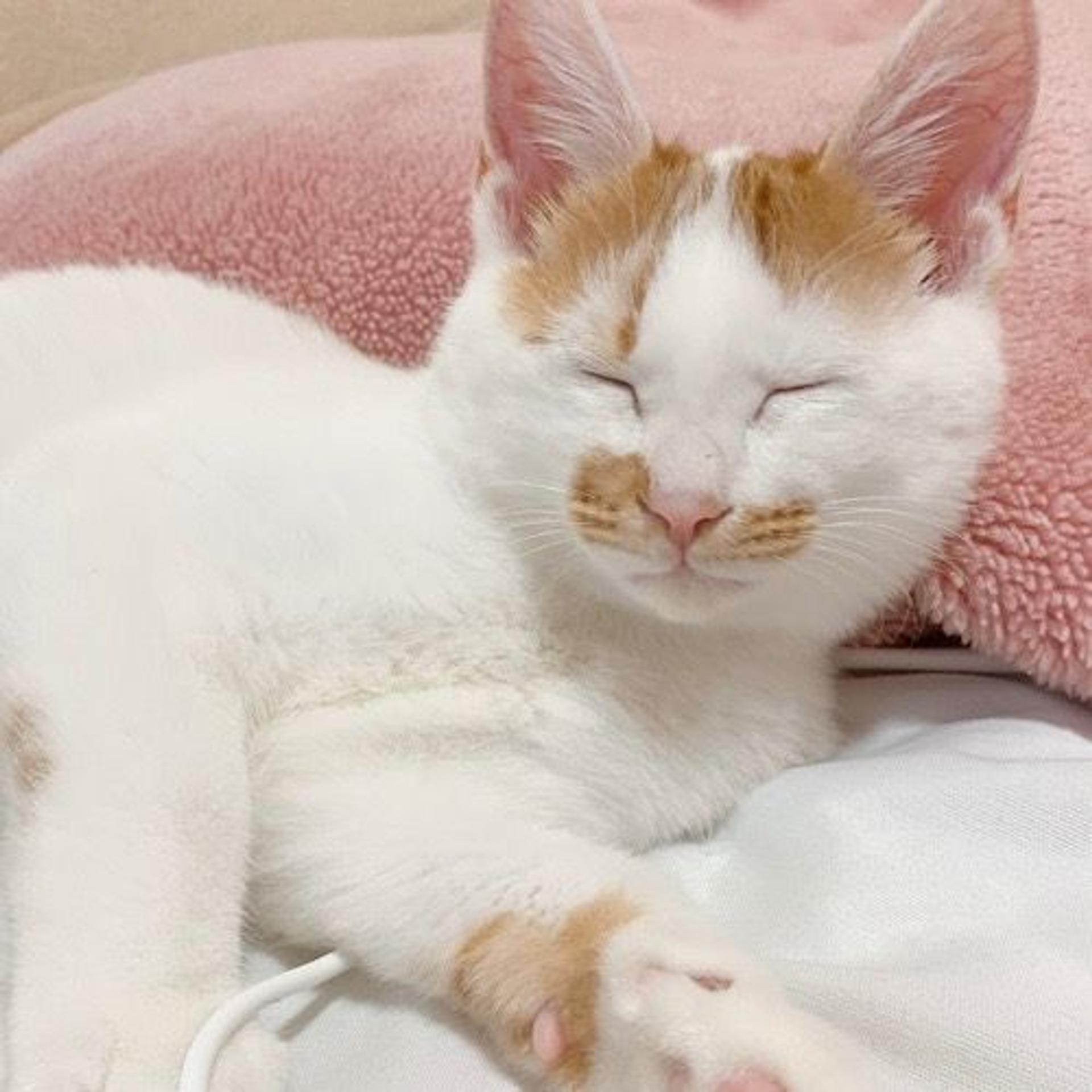 pet-image-4