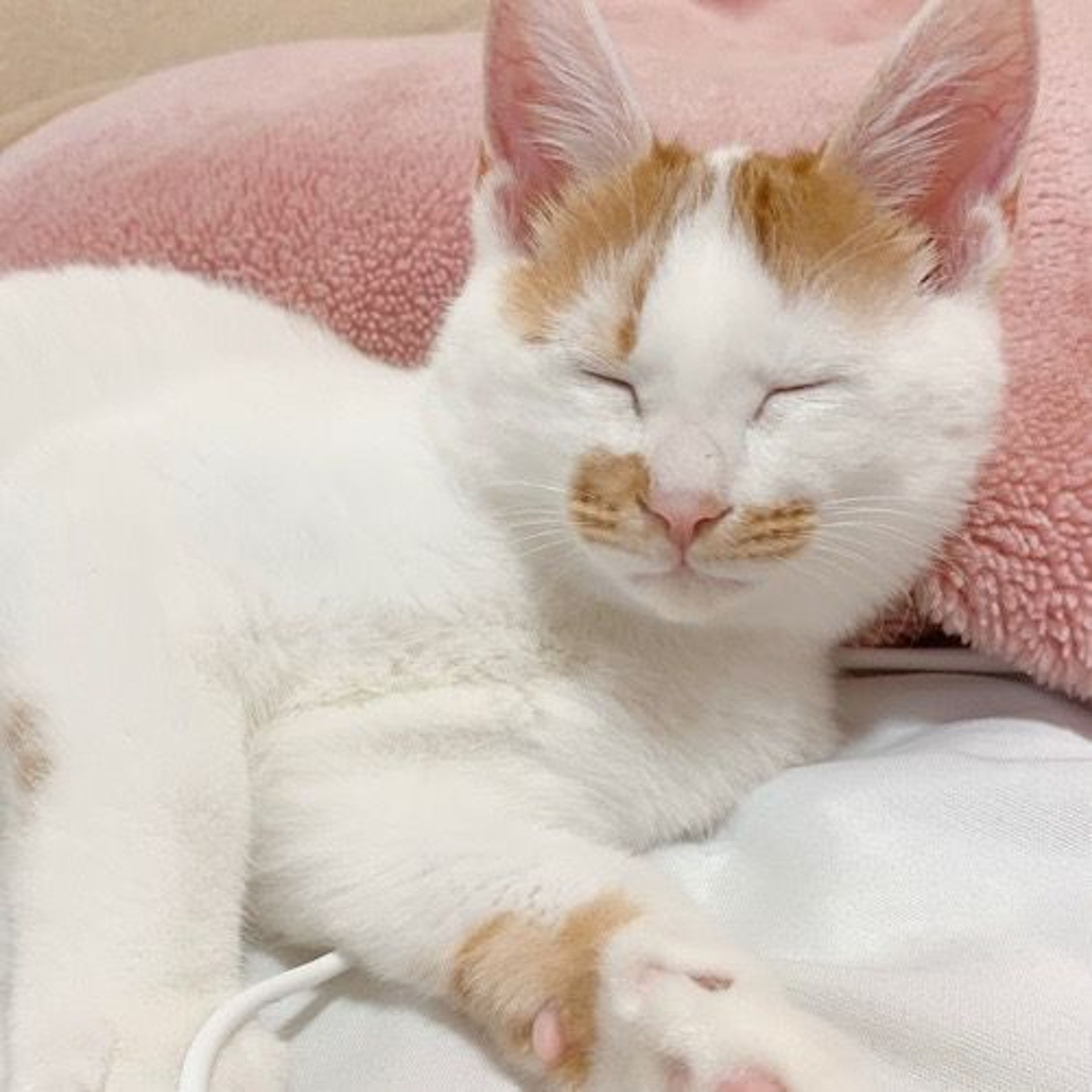 pet-image-4