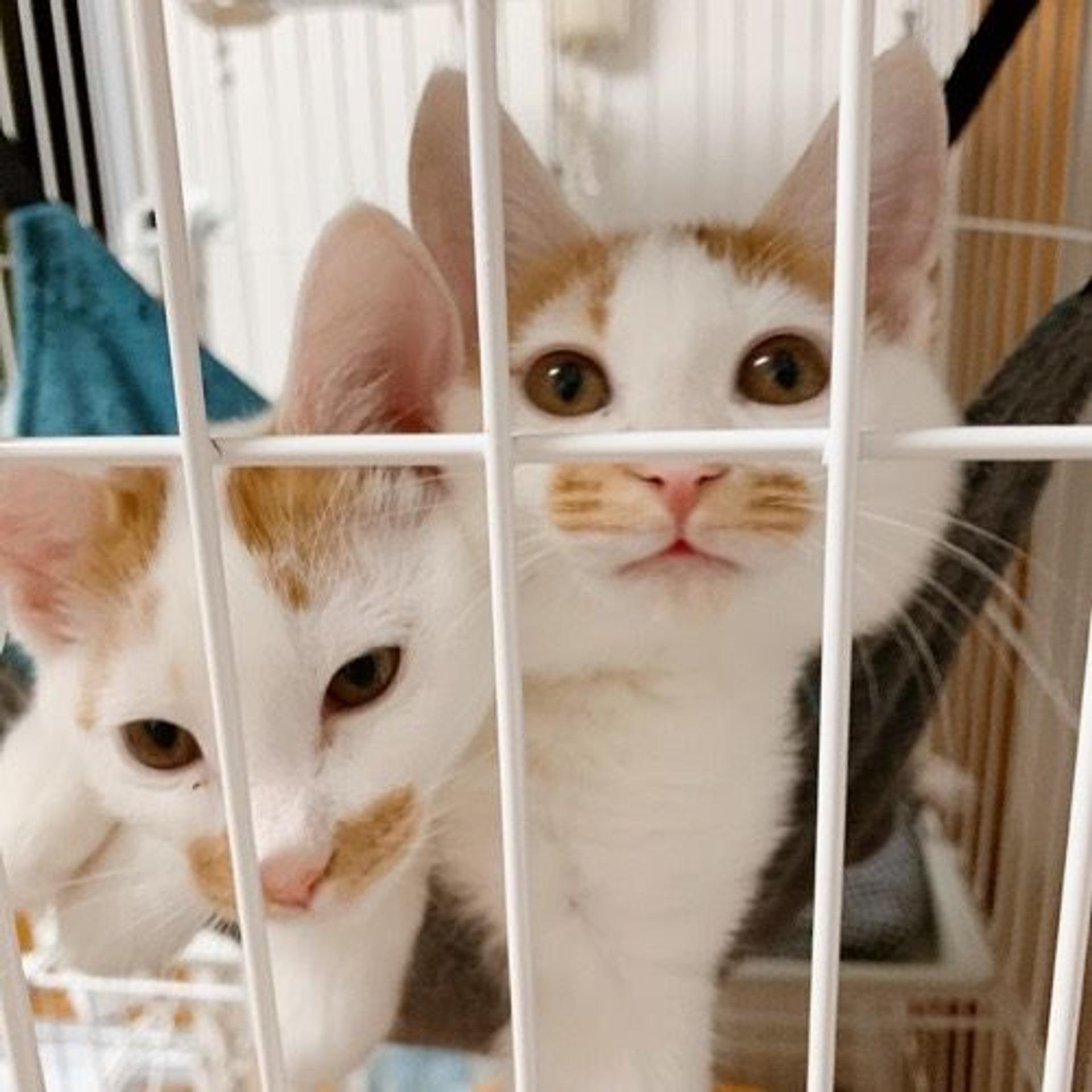 pet-image-6