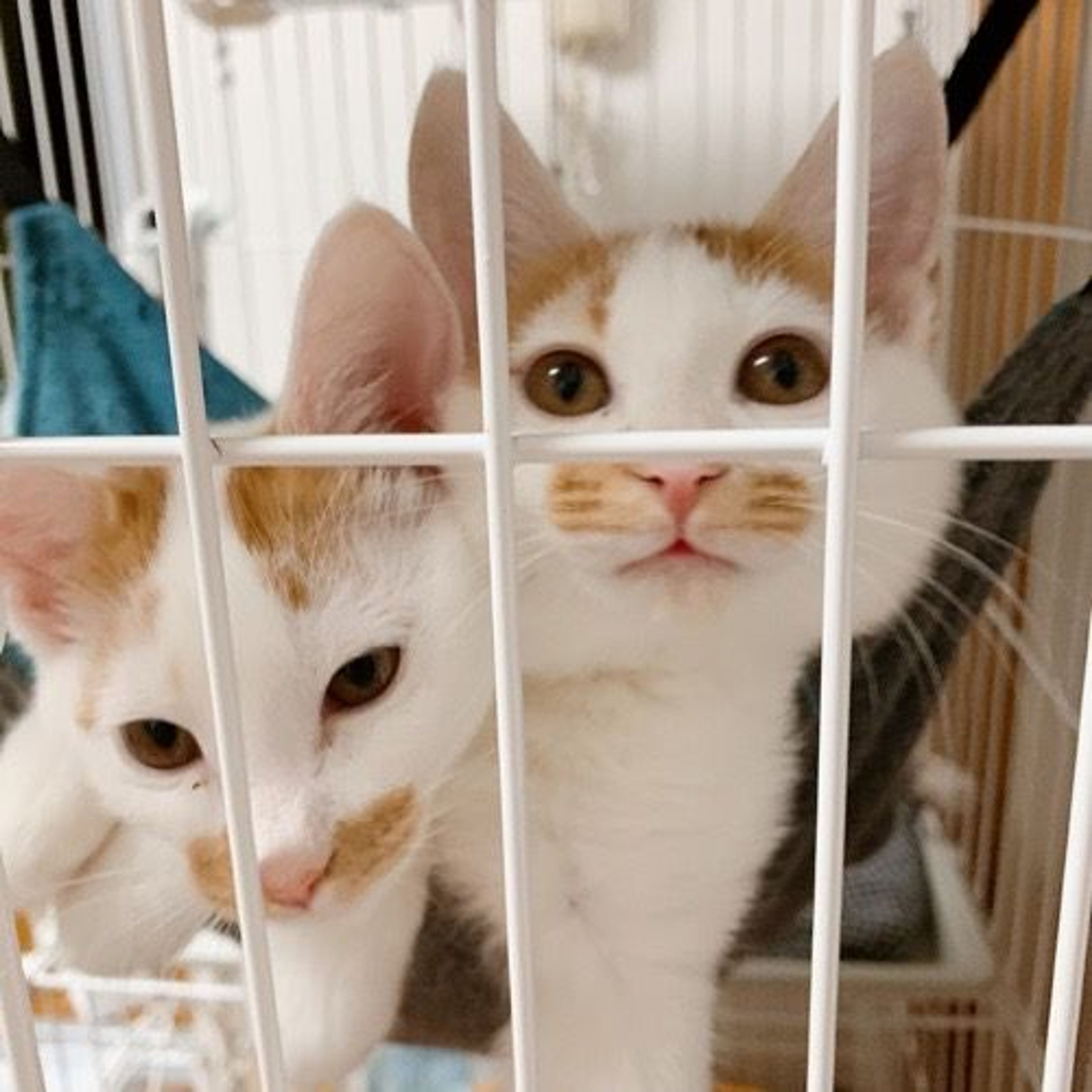 pet-image-6