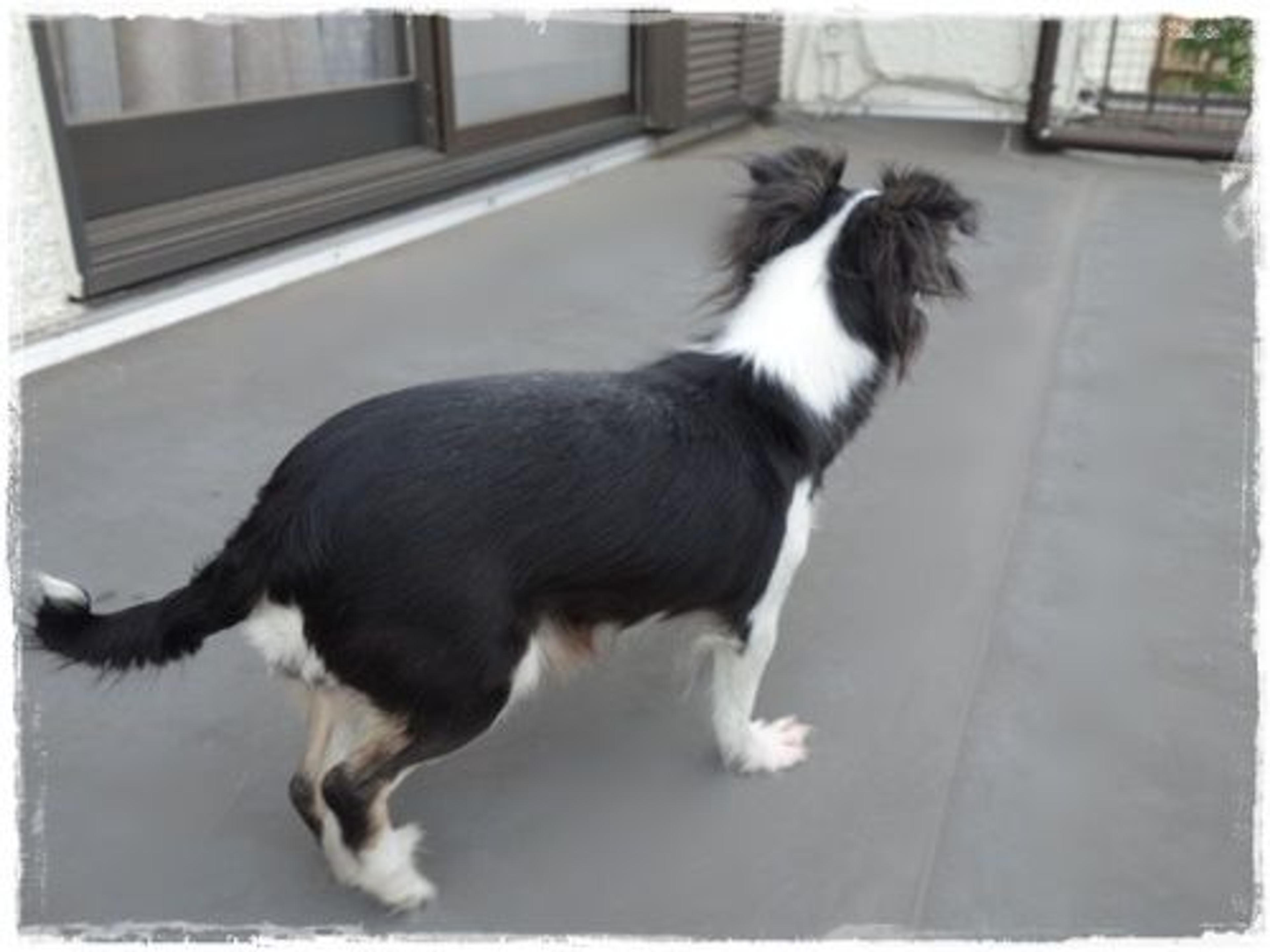 pet-image-3