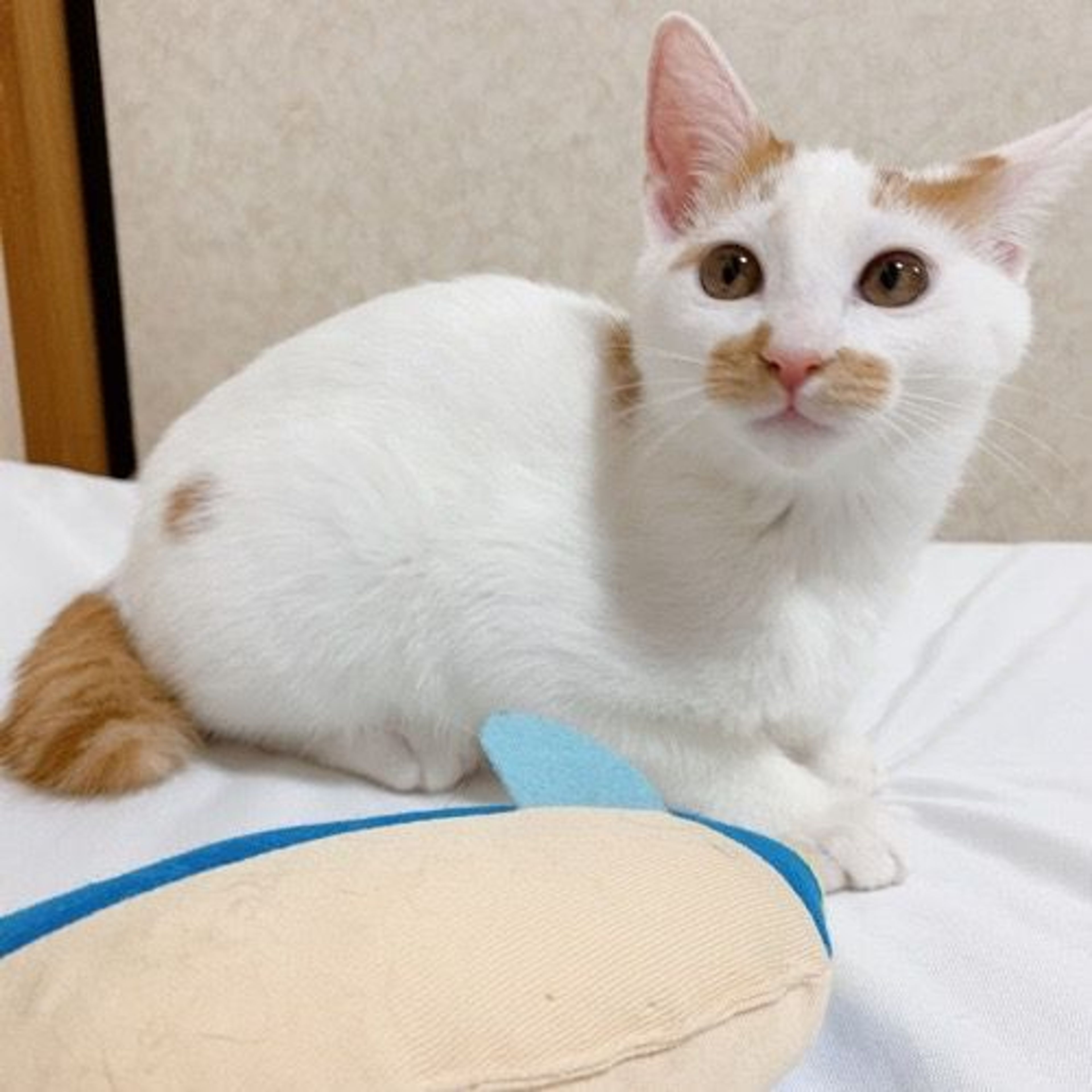 雑種（ミックス猫）・メスの里親募集の写真