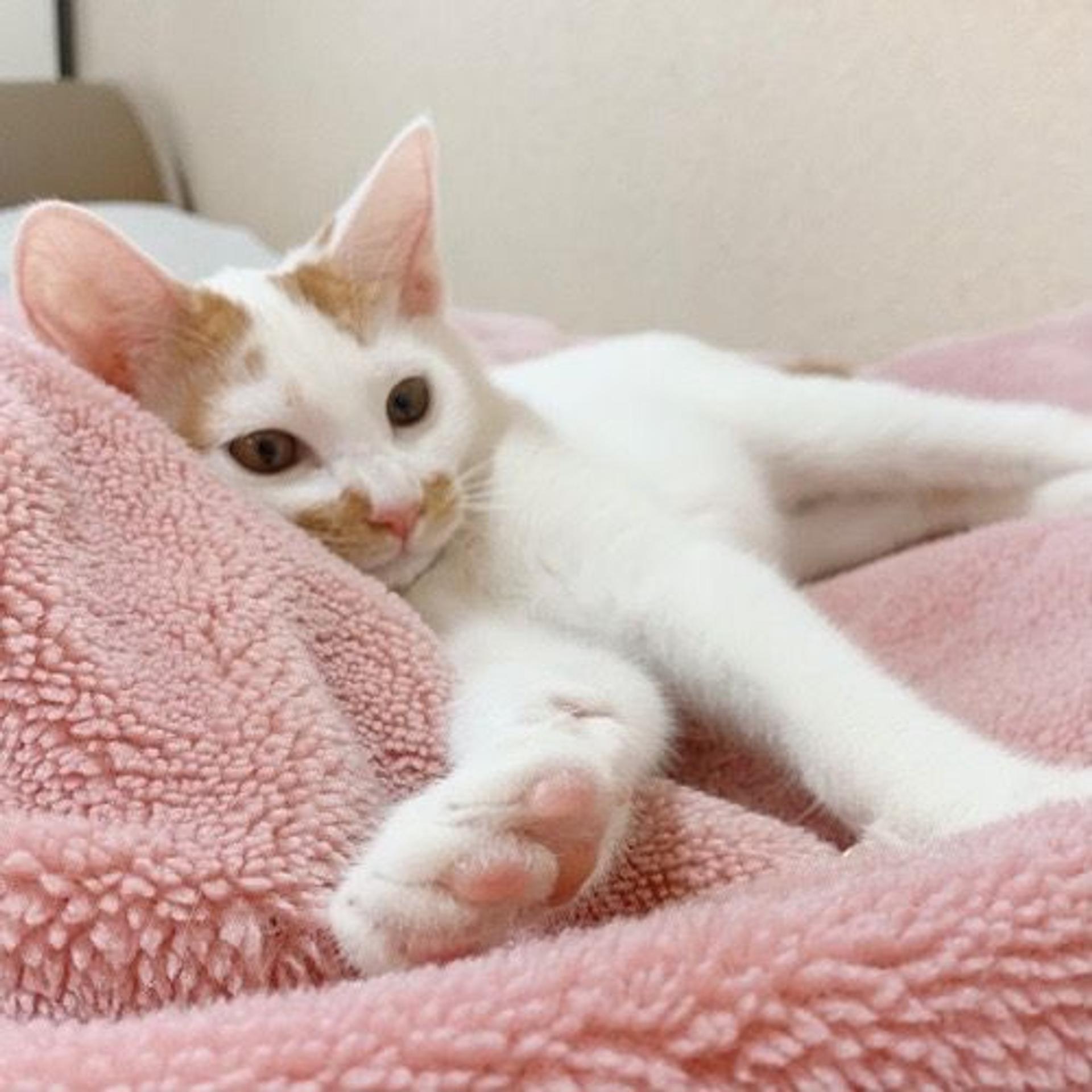 pet-image-2
