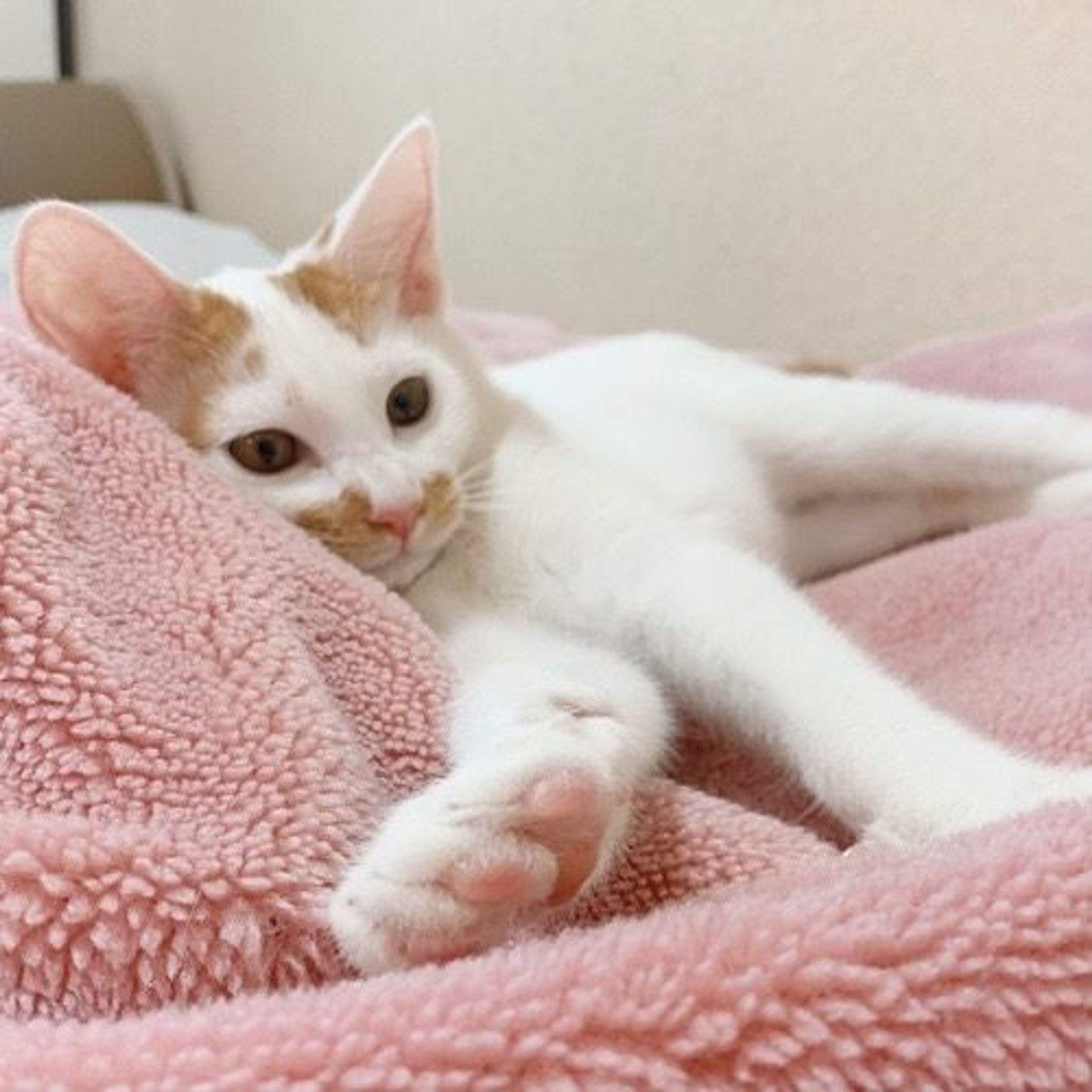 pet-image-2