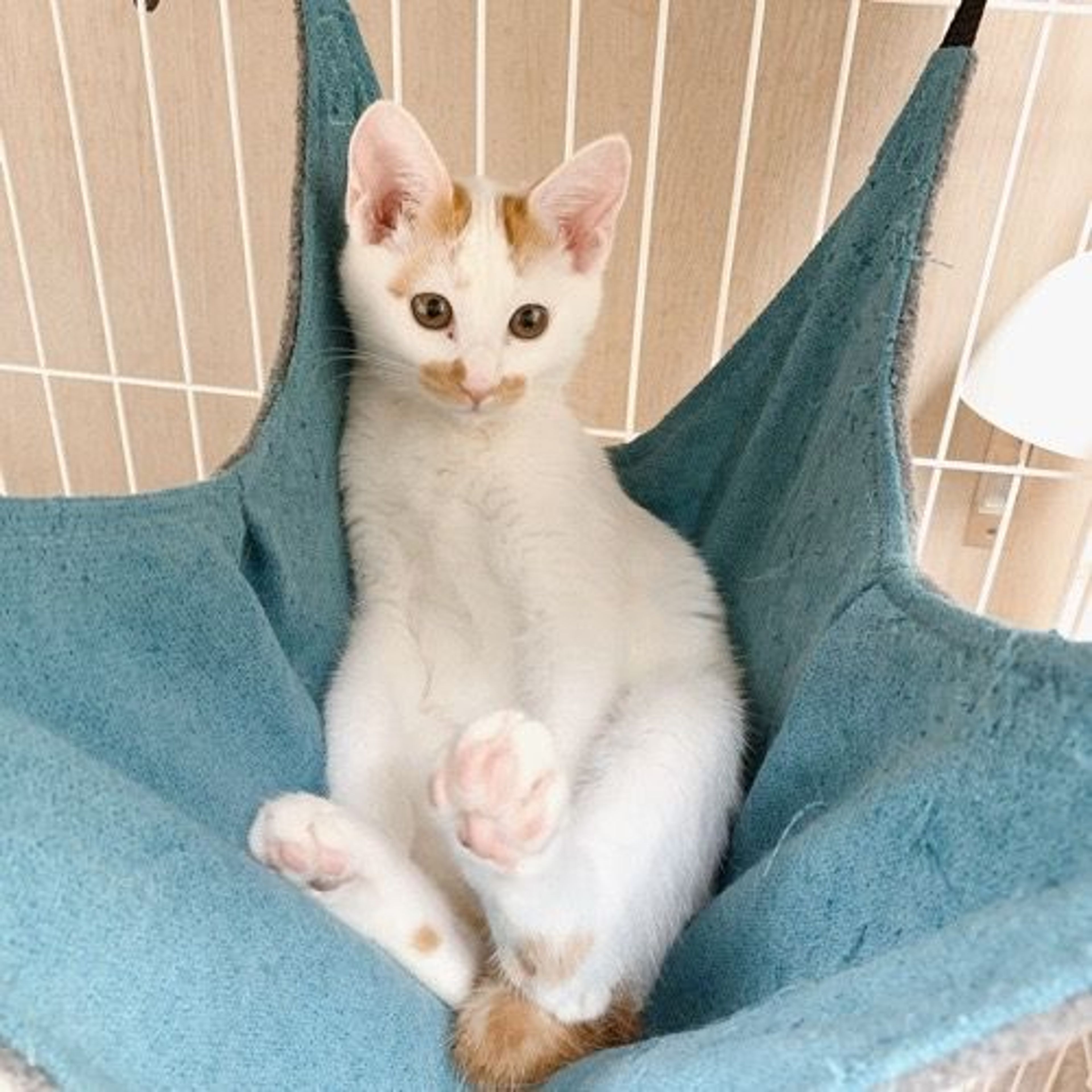 pet-image-3