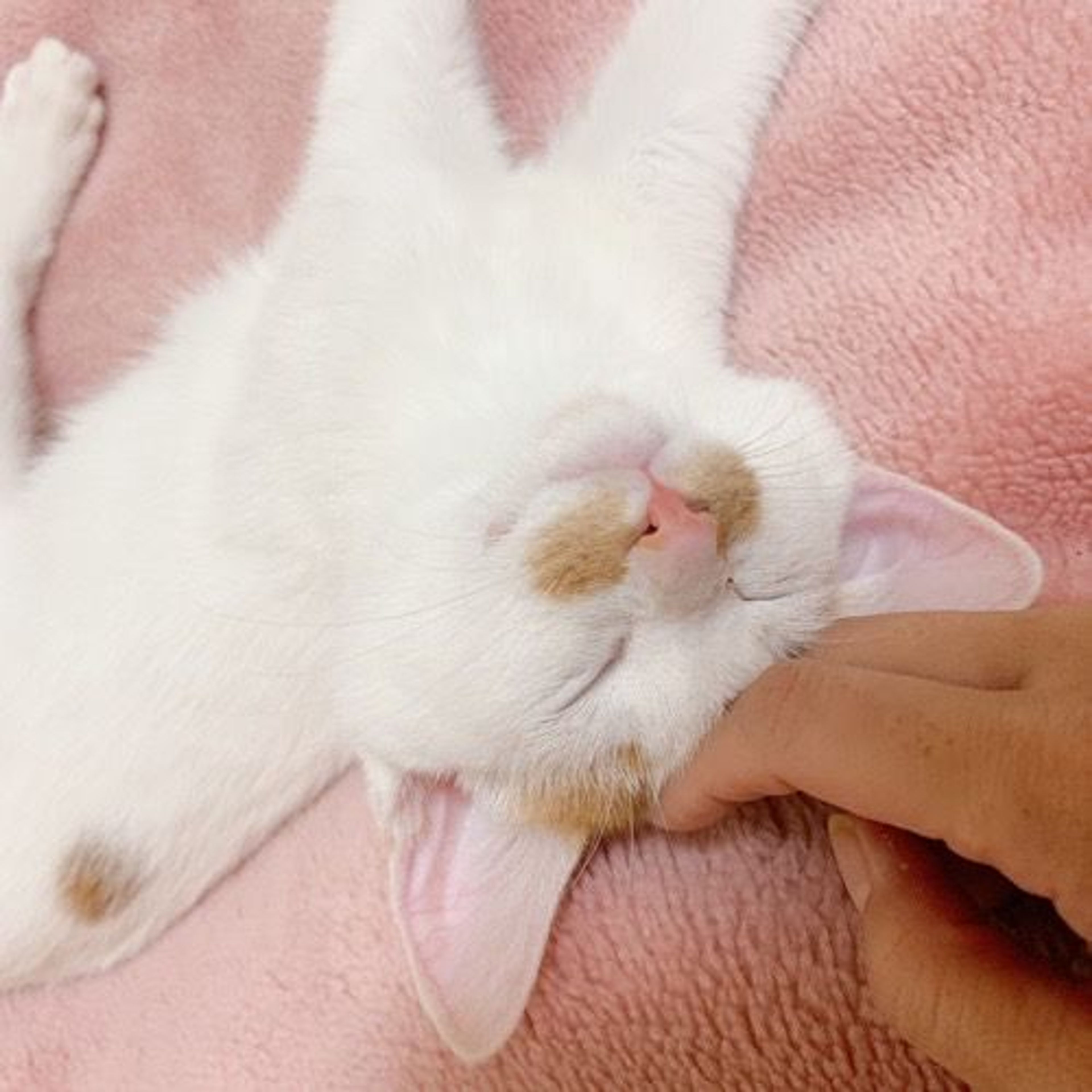 pet-image-4