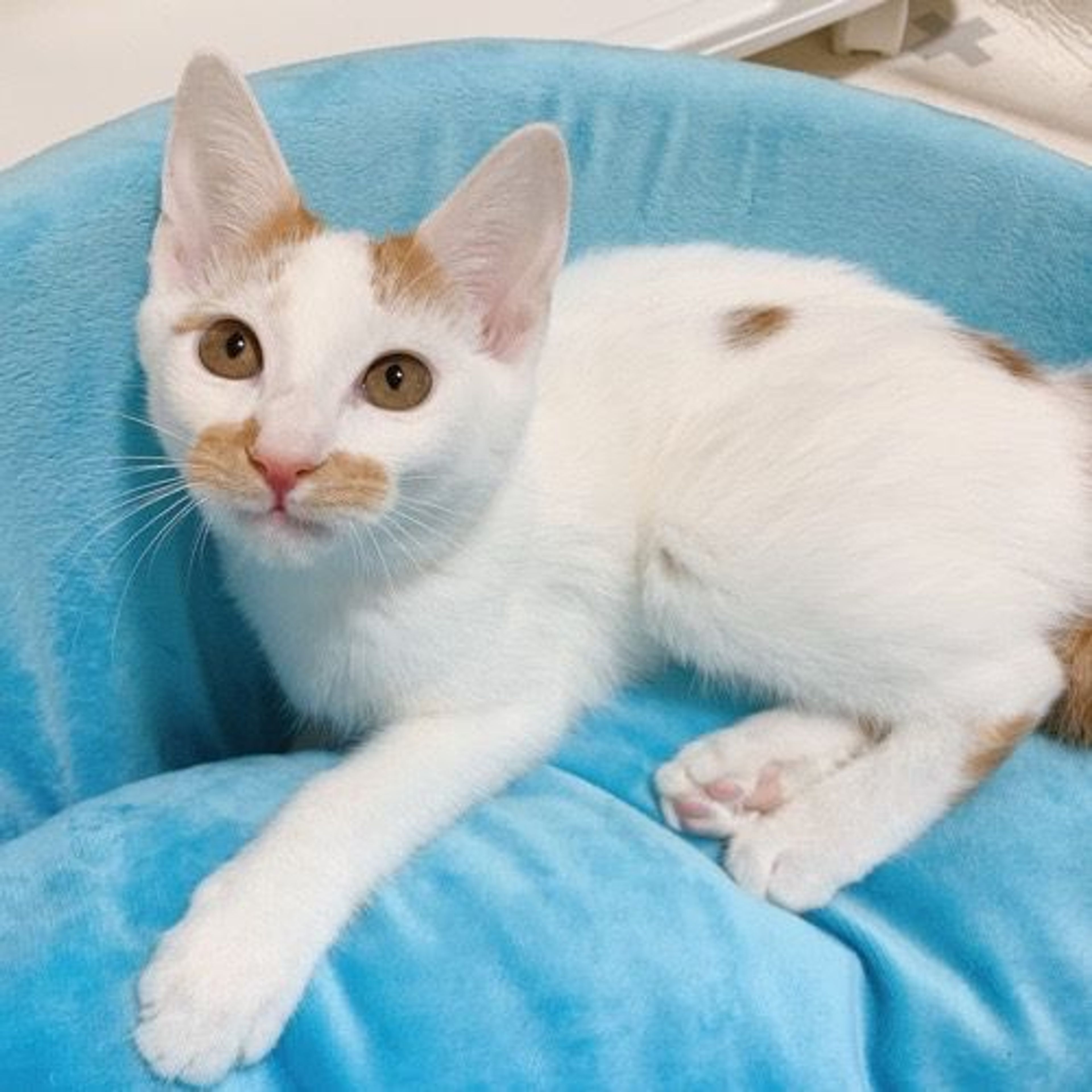 pet-image-5