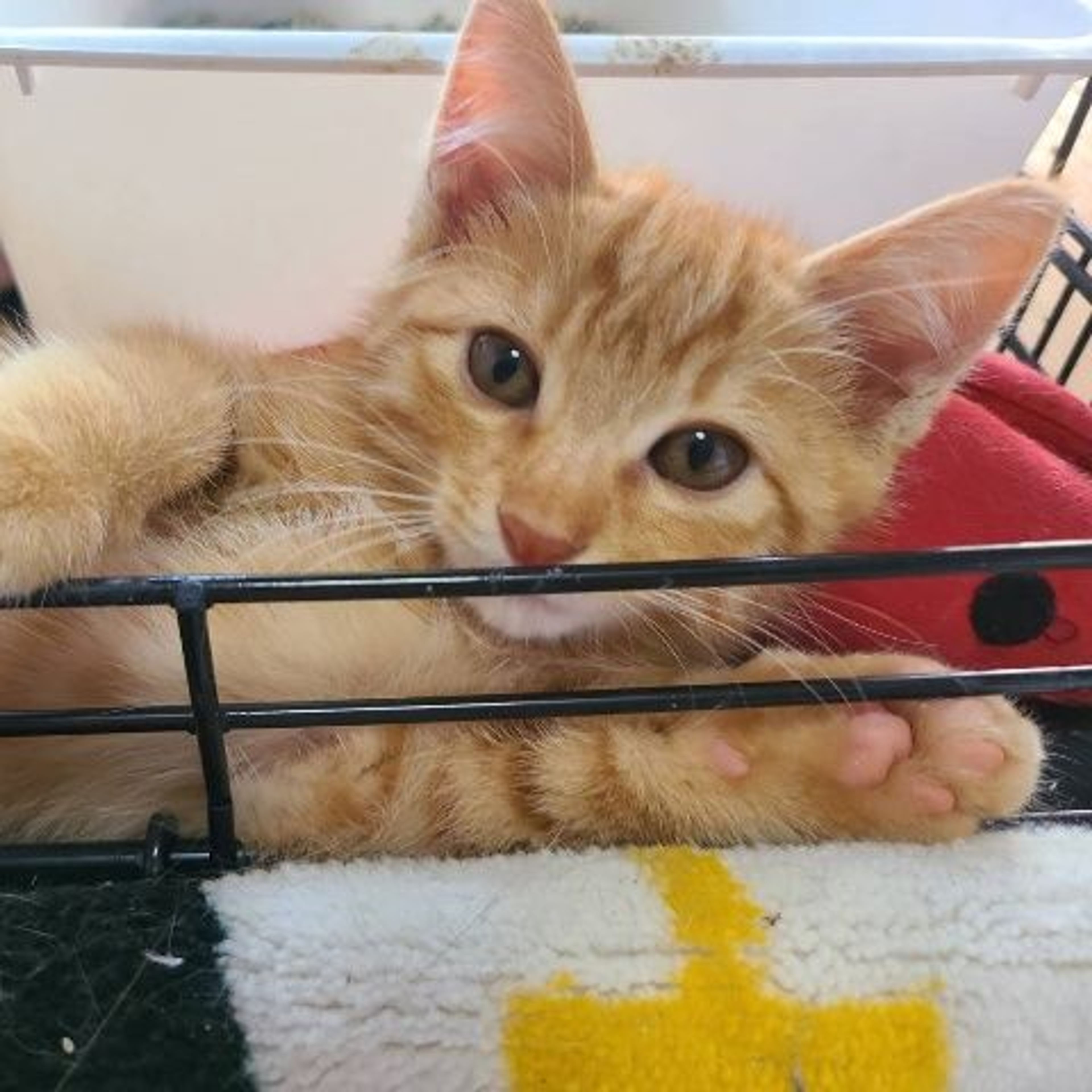 pet-image-4