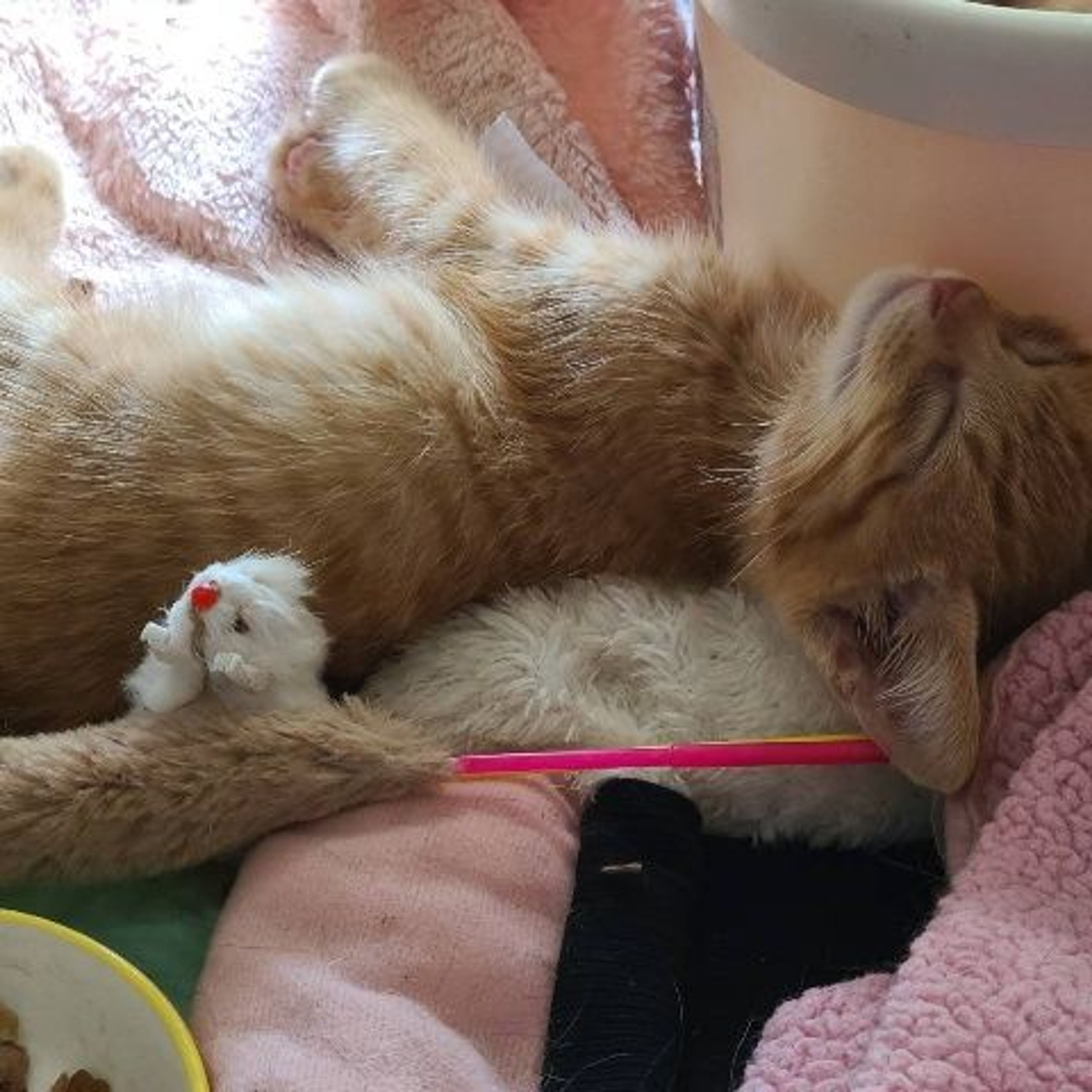 pet-image-4