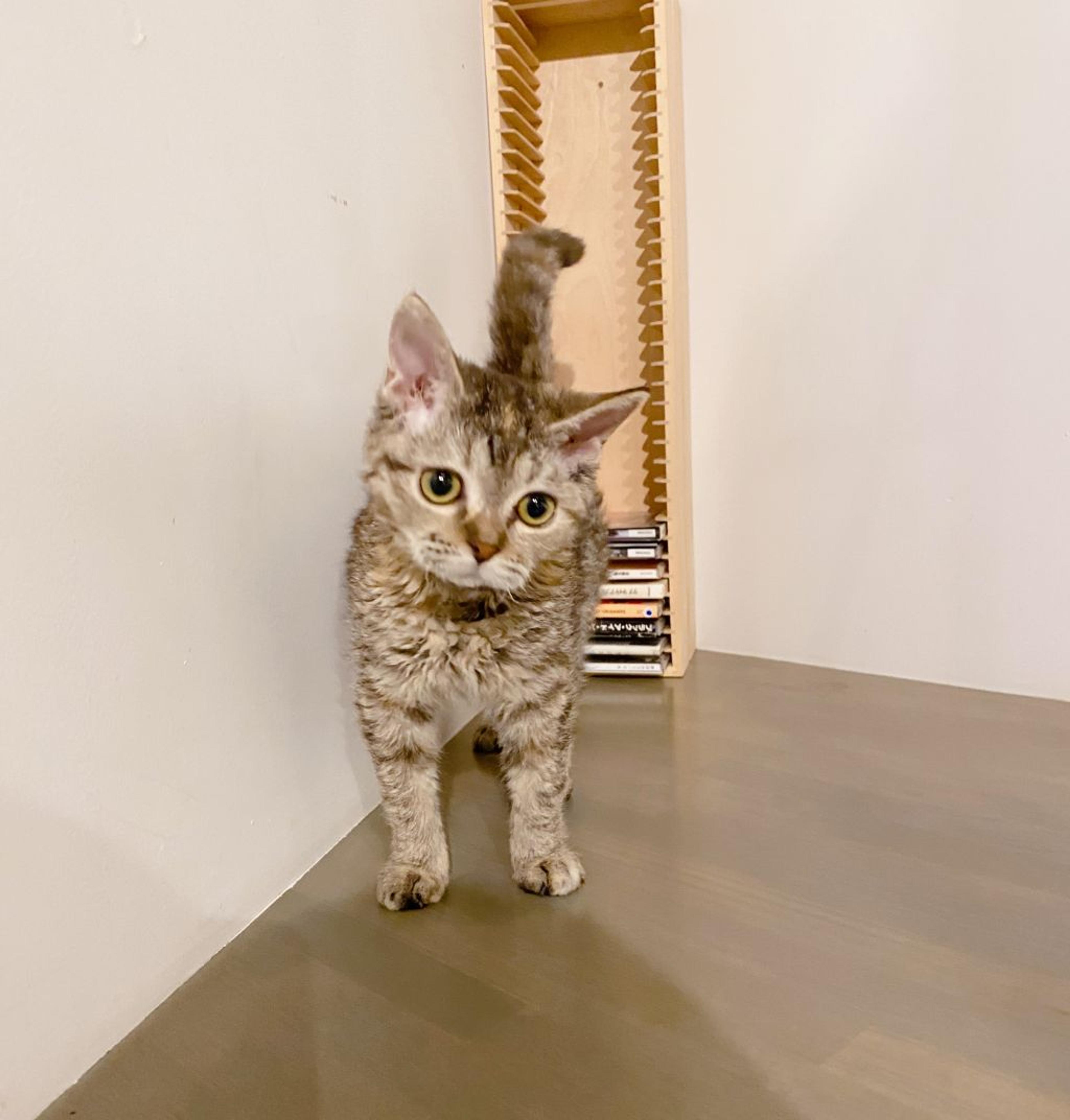 pet-image-2