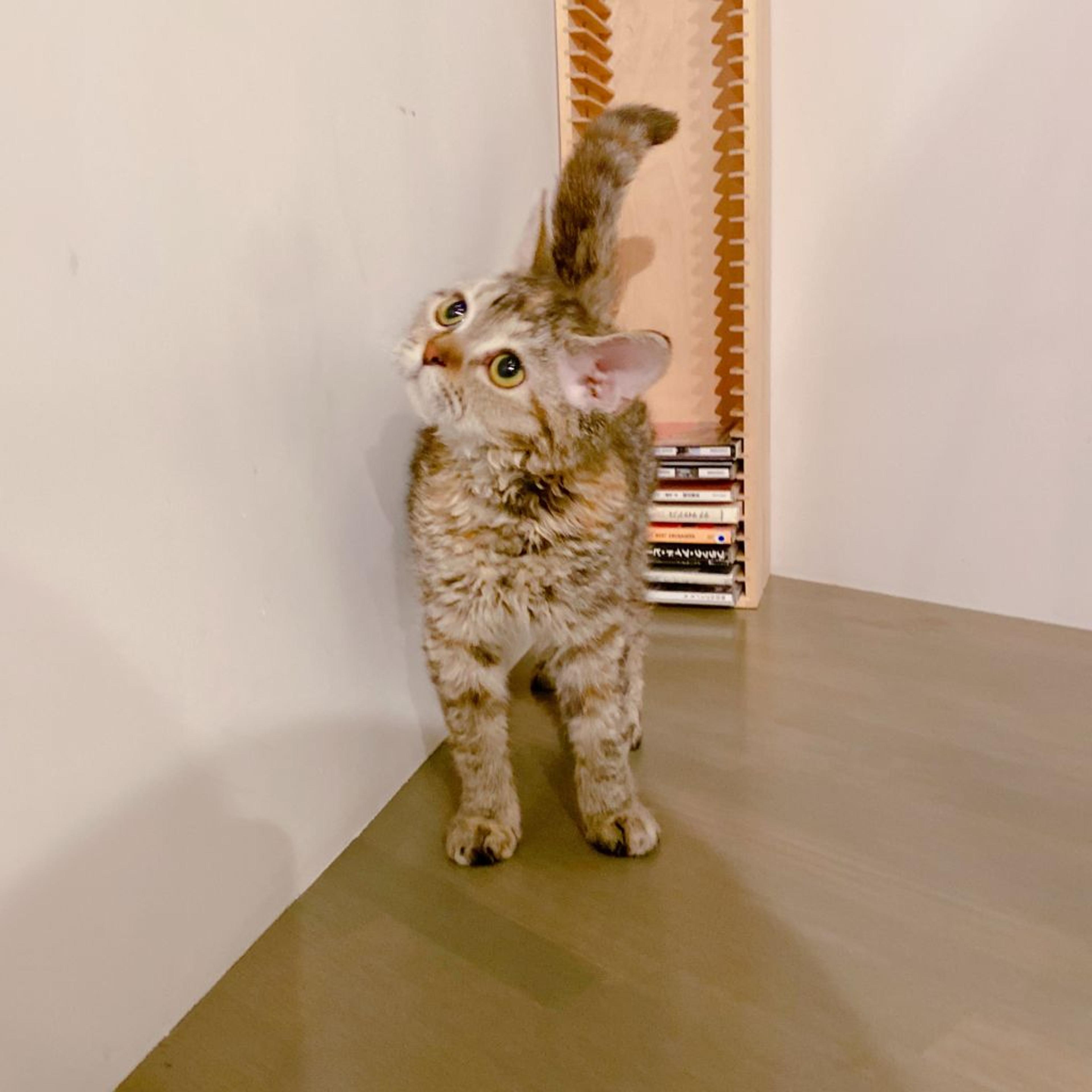 pet-image-3