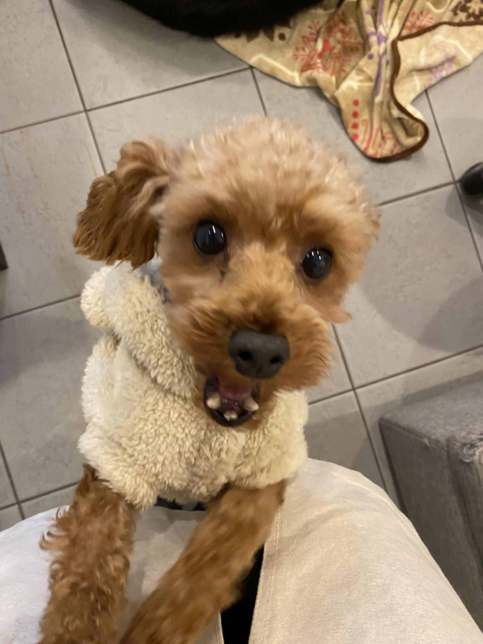 pet-image-2