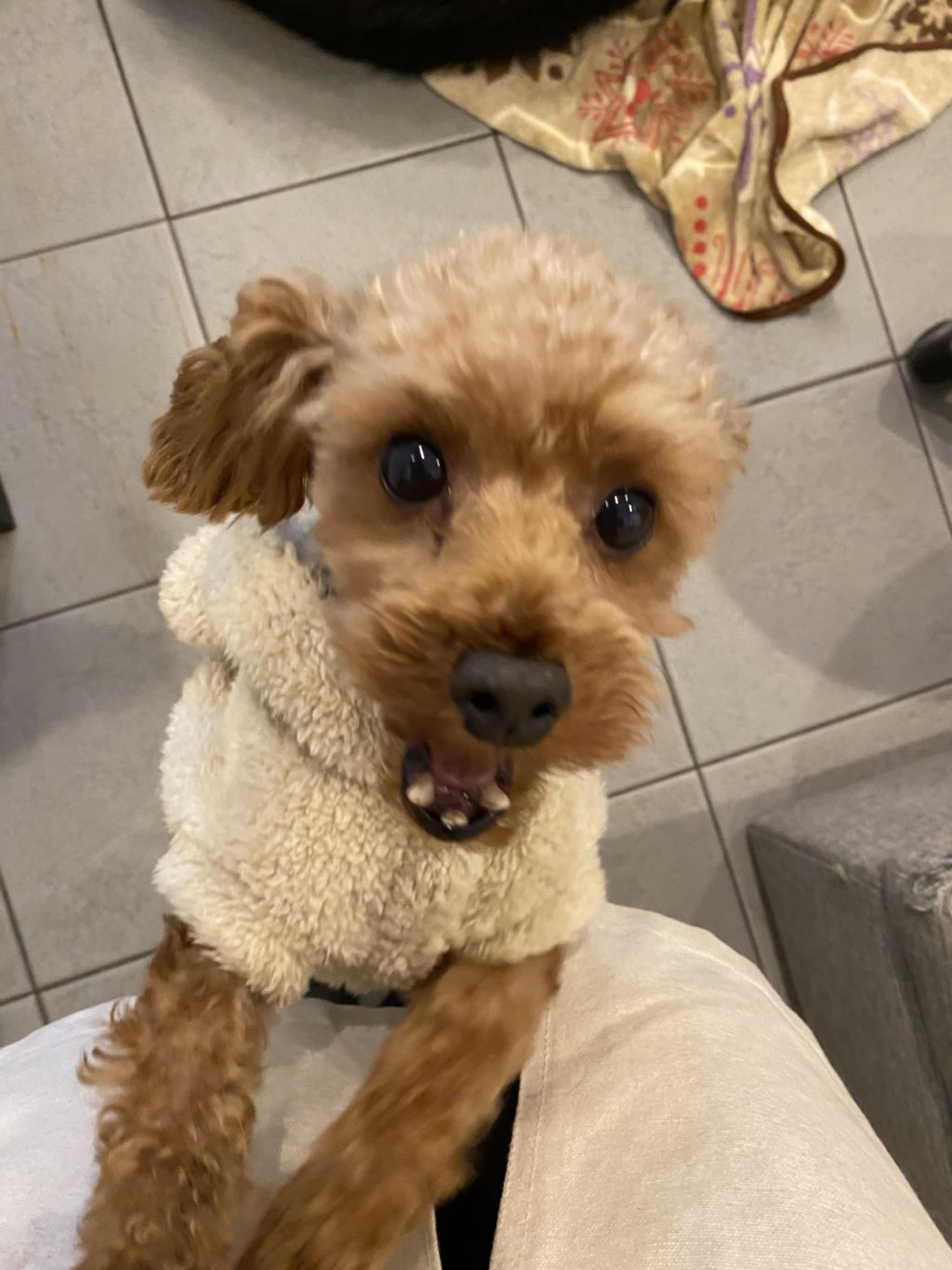 pet-image-2