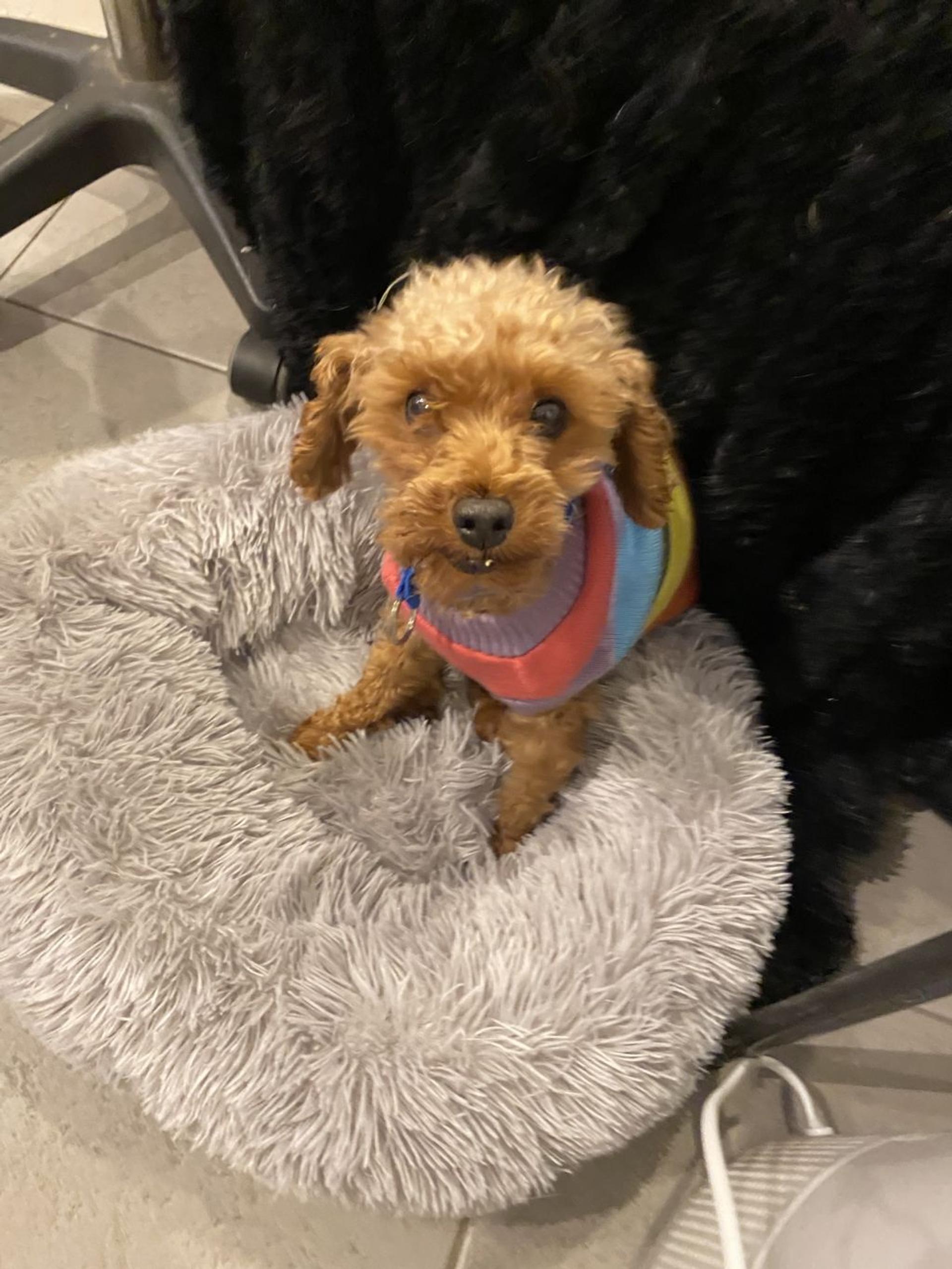 pet-image-3